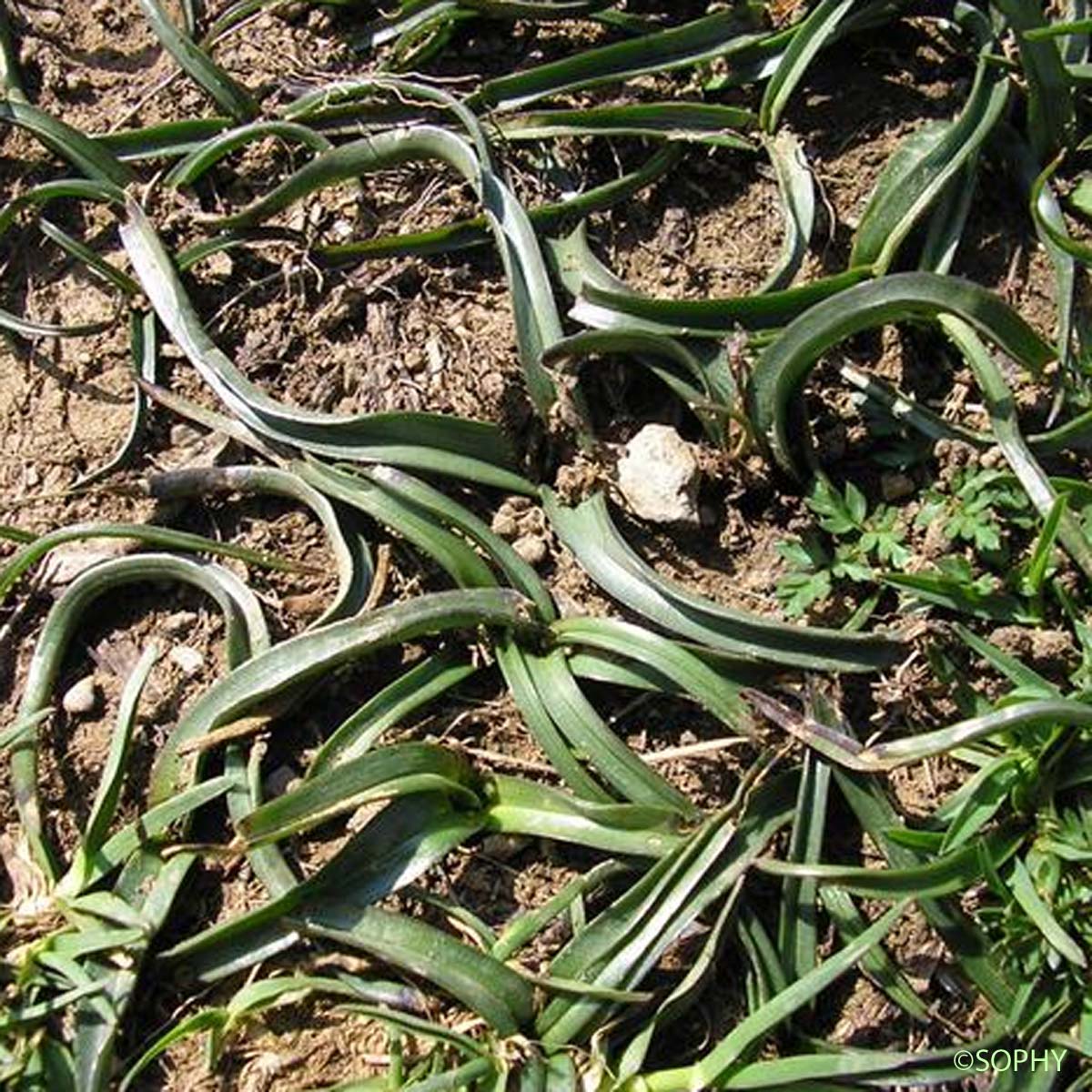 Colchique des Pyrénées - Colchicum montanum