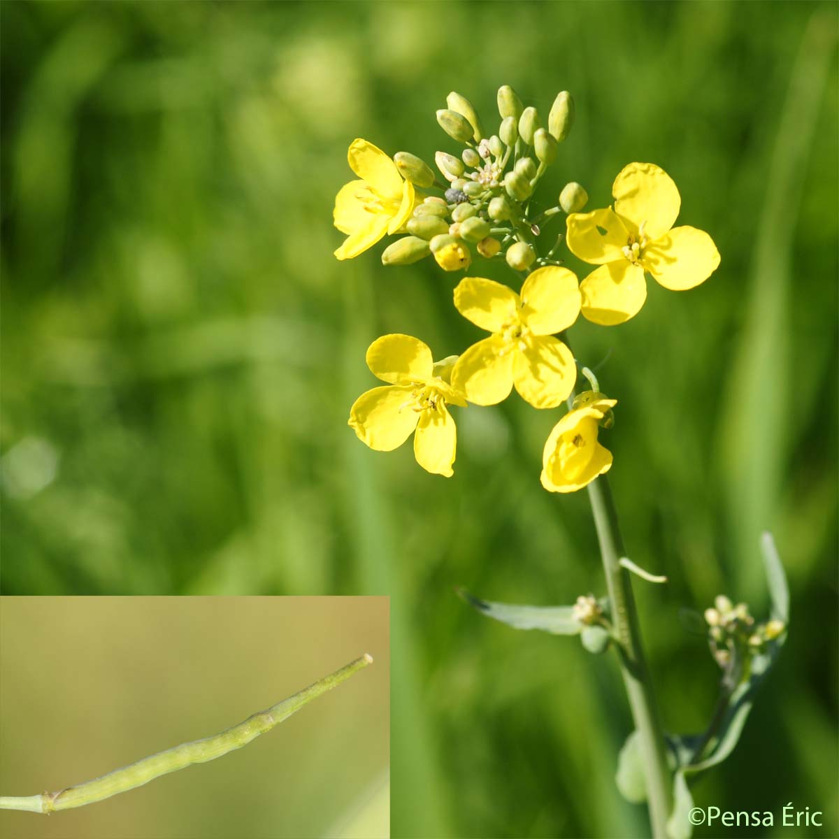 Colza - Brassica napus var. napus