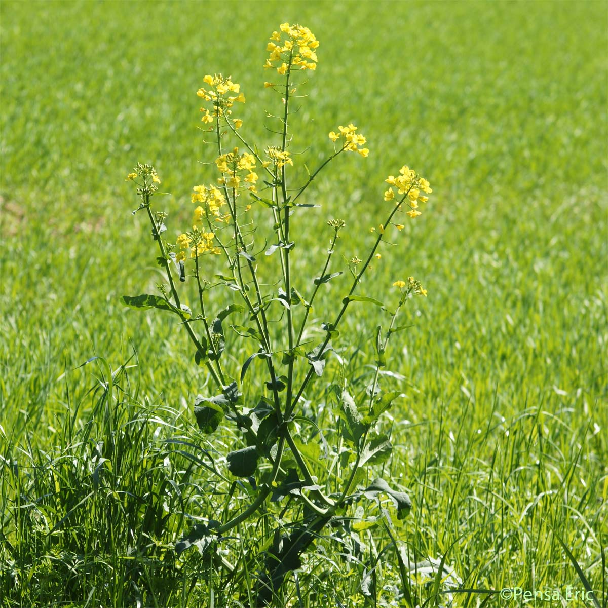 Colza - Brassica napus var. napus