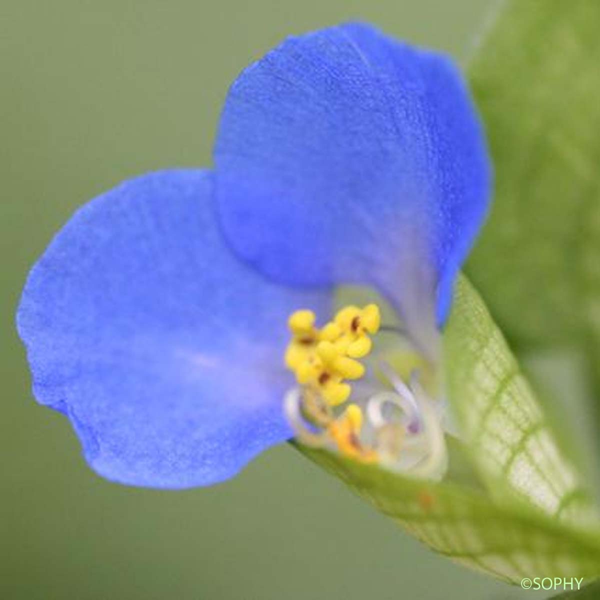 Comméline - Commelina communis