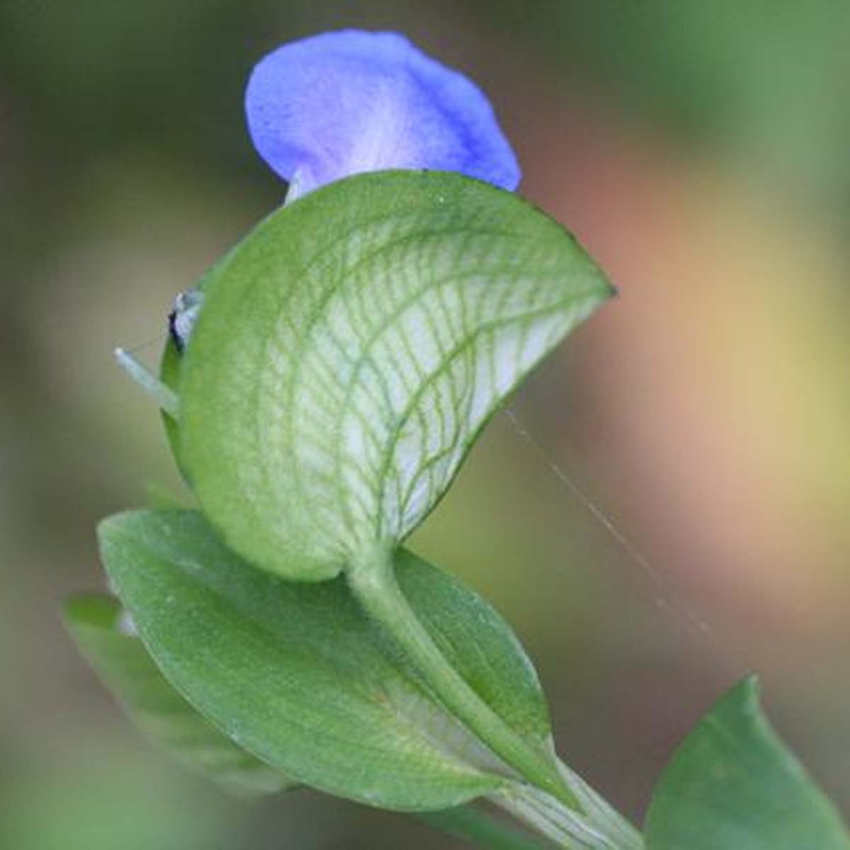 Comméline - Commelina communis