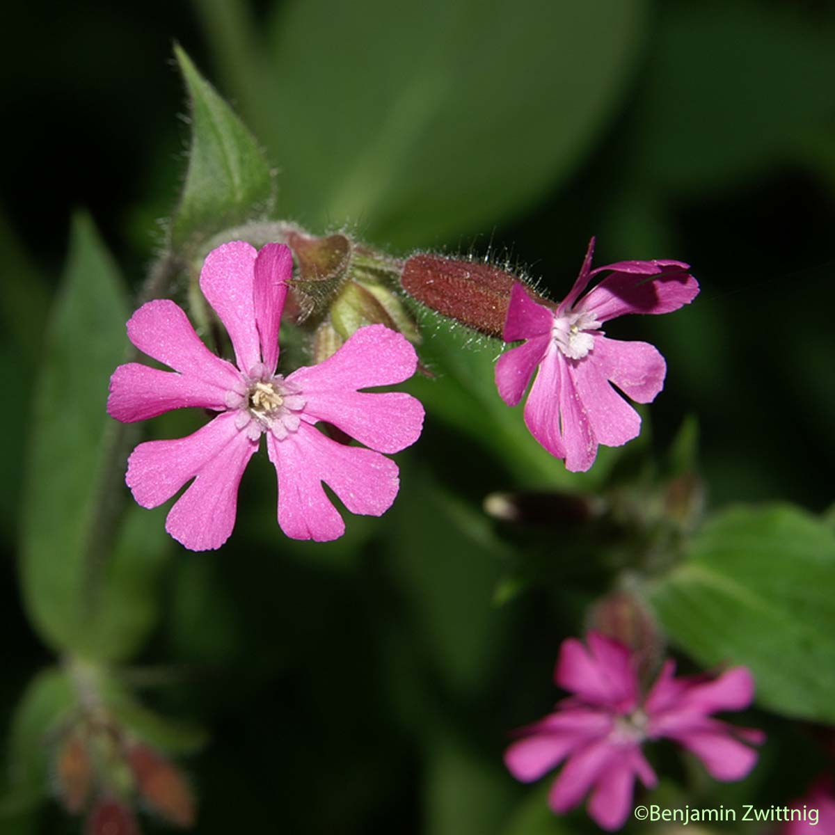 Compagnon rouge - Silene dioica