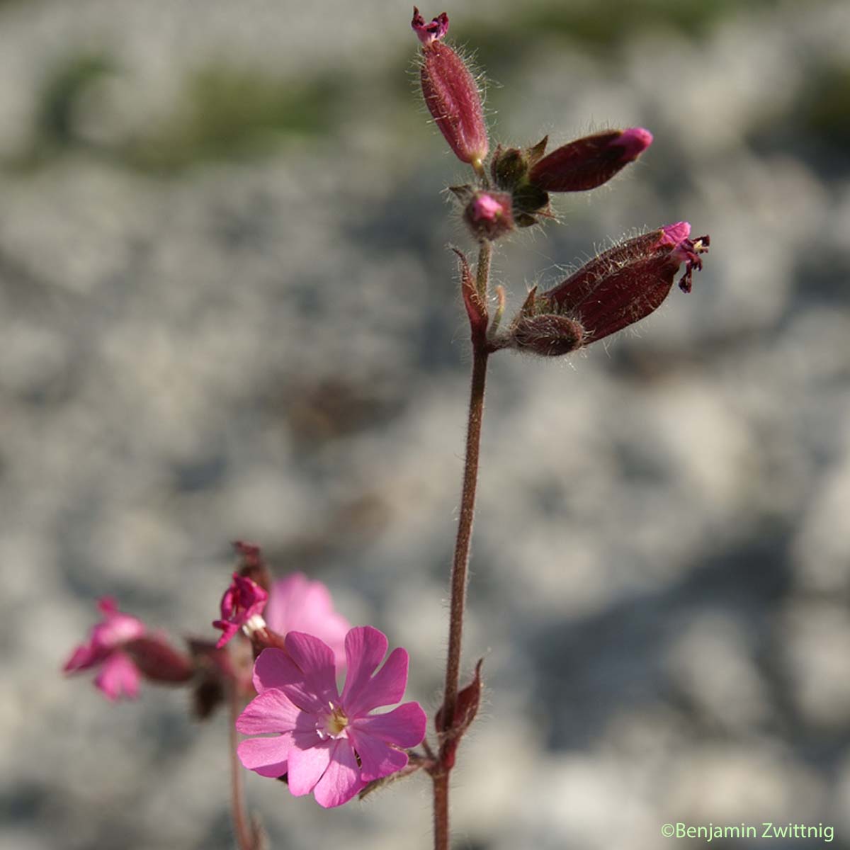 Compagnon rouge - Silene dioica