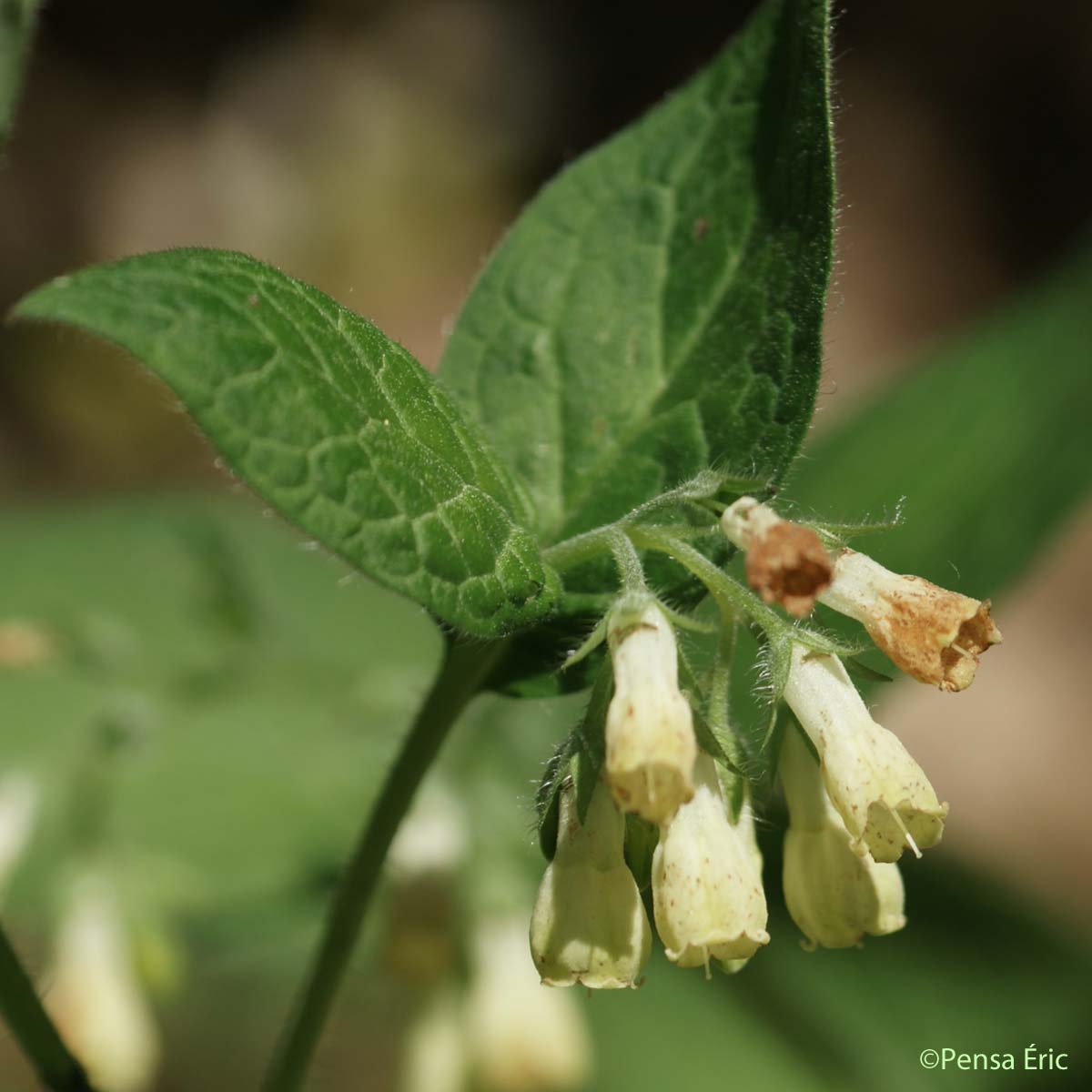 Consoude tubéreuse - Symphytum tuberosum