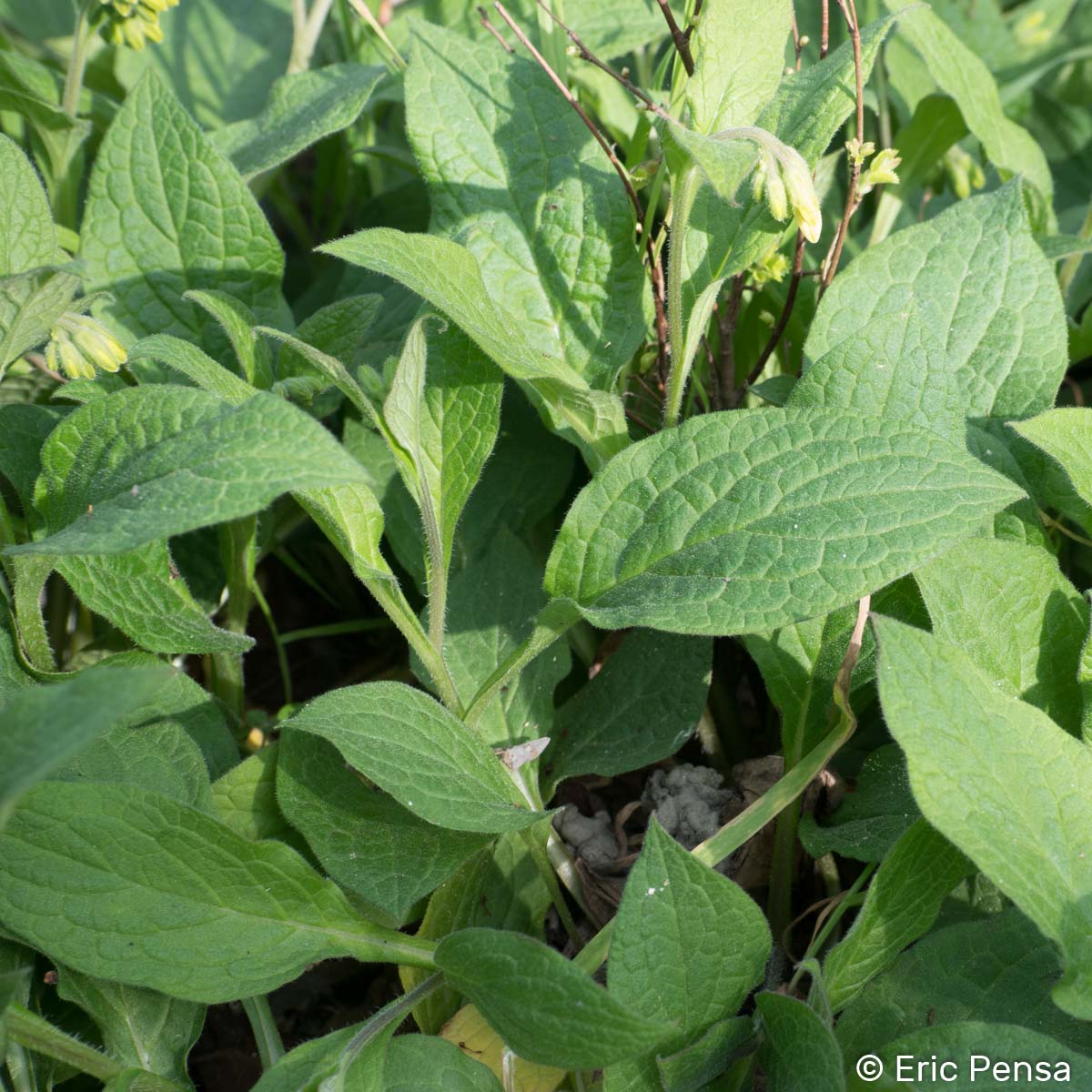 Consoude tubéreuse - Symphytum tuberosum