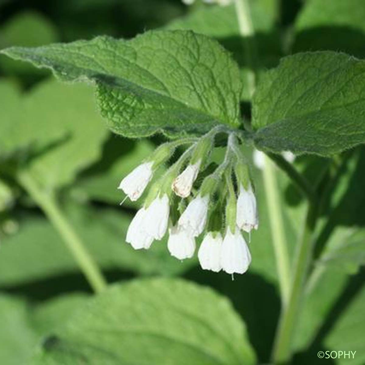 Consoude d'Orient - Symphytum kurdicum