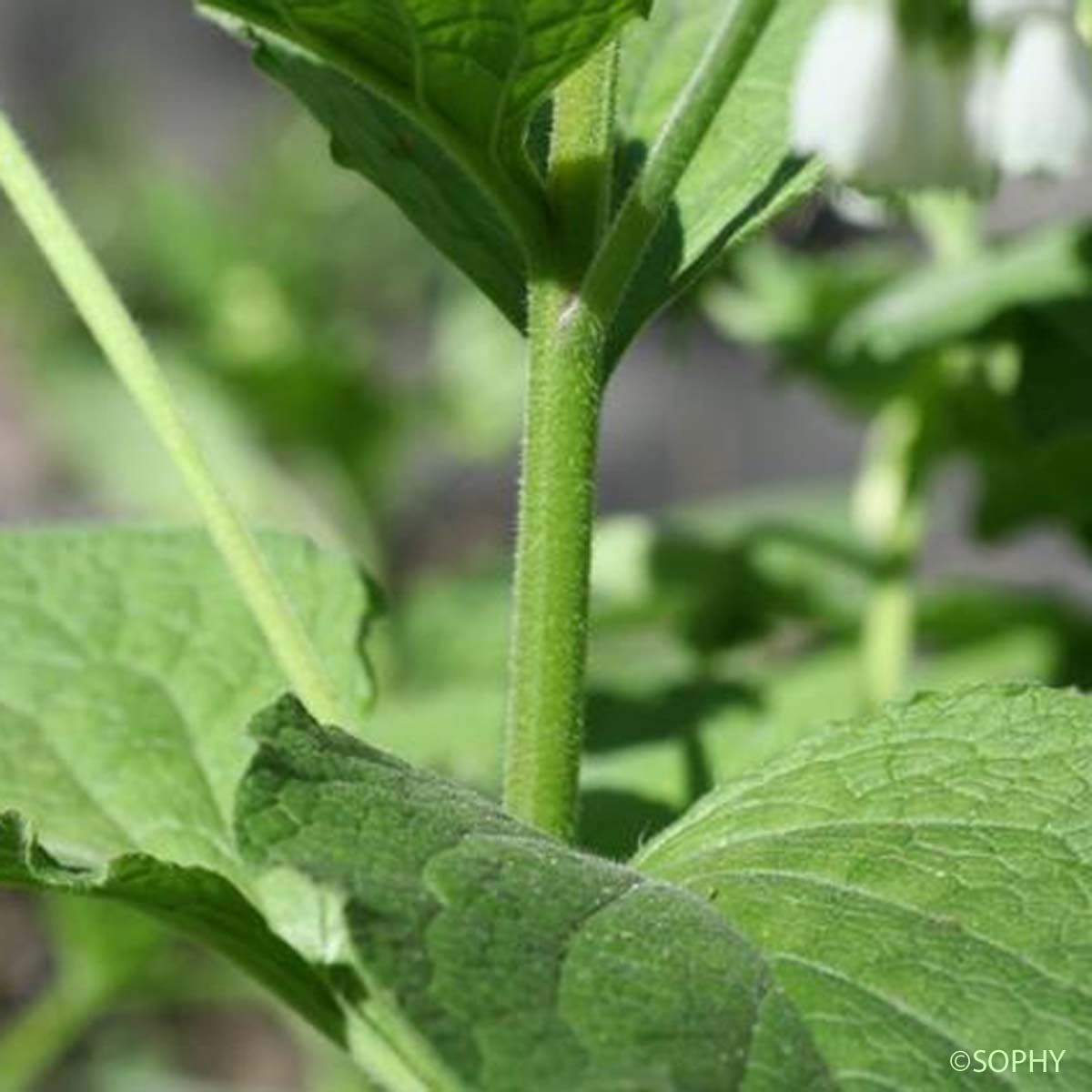 Consoude d'Orient - Symphytum kurdicum