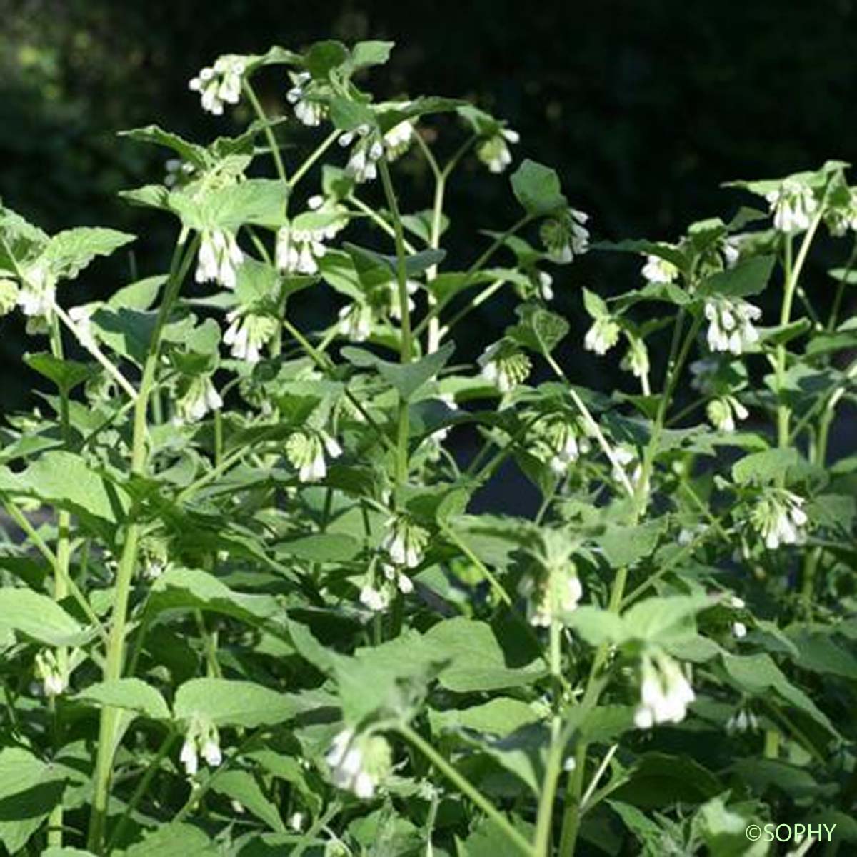 Consoude d'Orient - Symphytum kurdicum