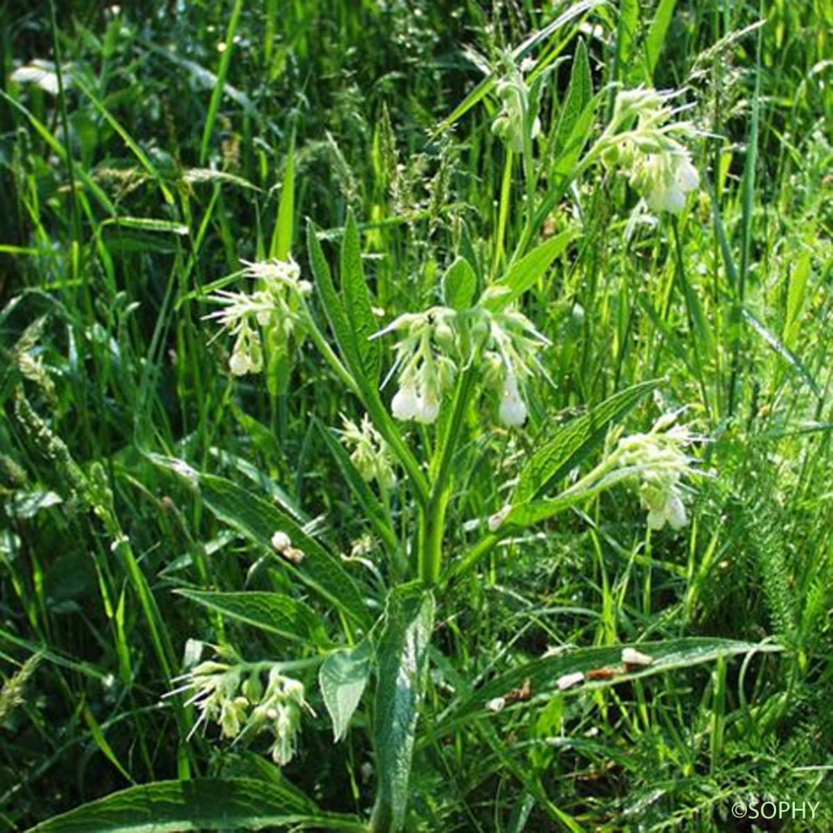 Consoude officinale - Symphytum officinale subsp. officinale