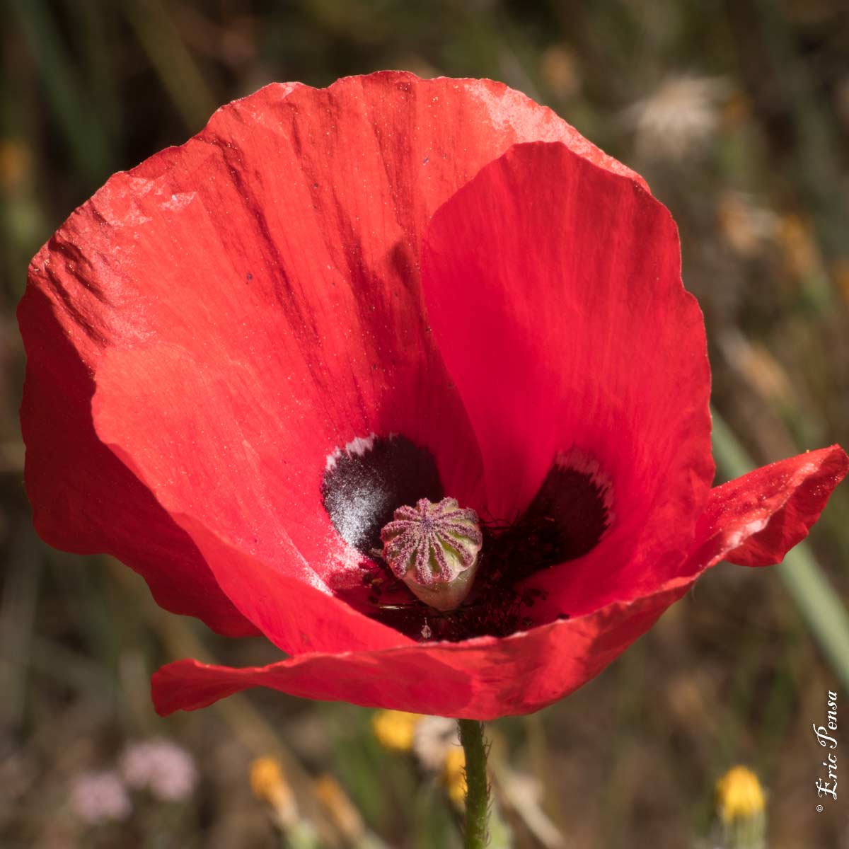 Coquelicot - Papaver rhoeas