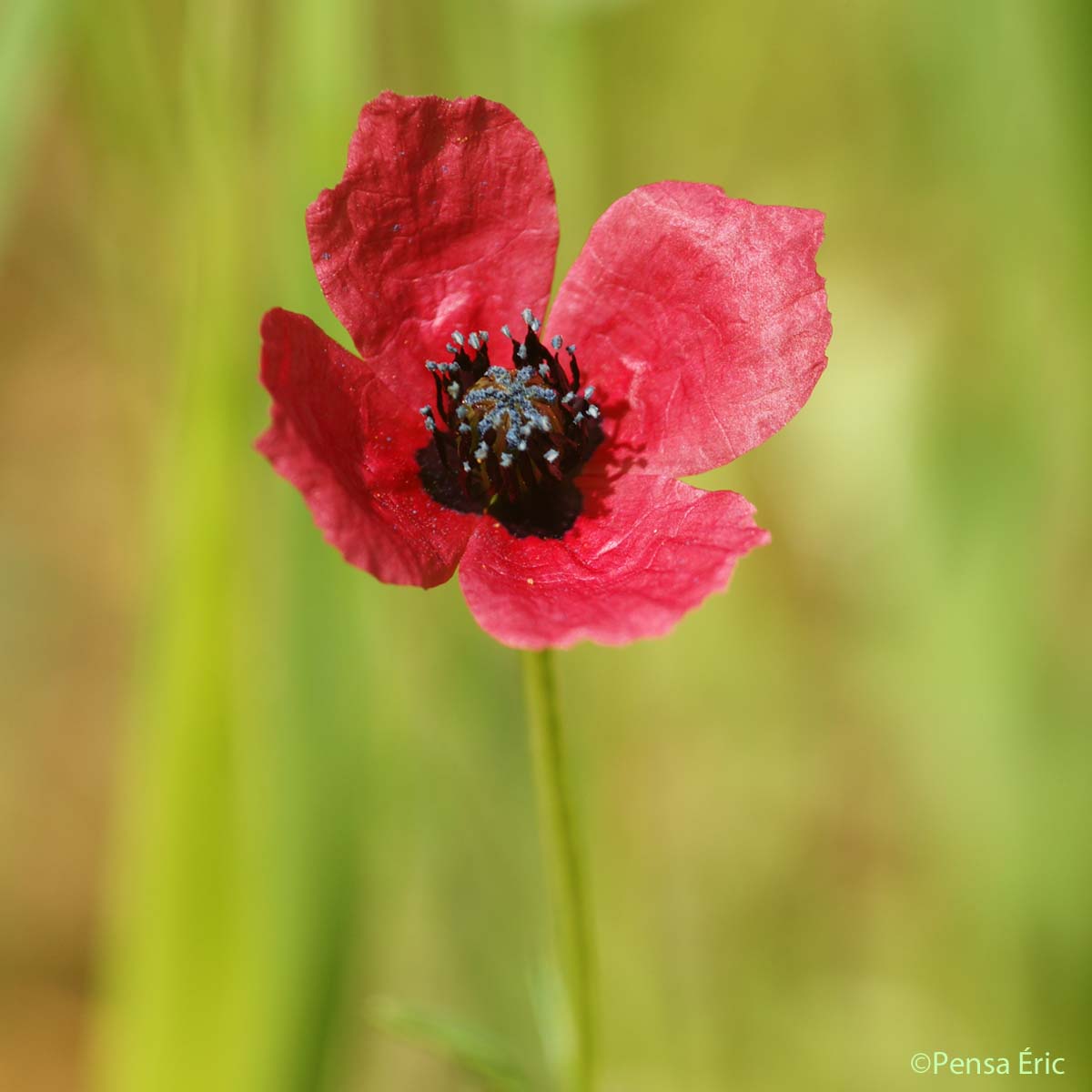 Coquelicot hybride - Roemeria hispida