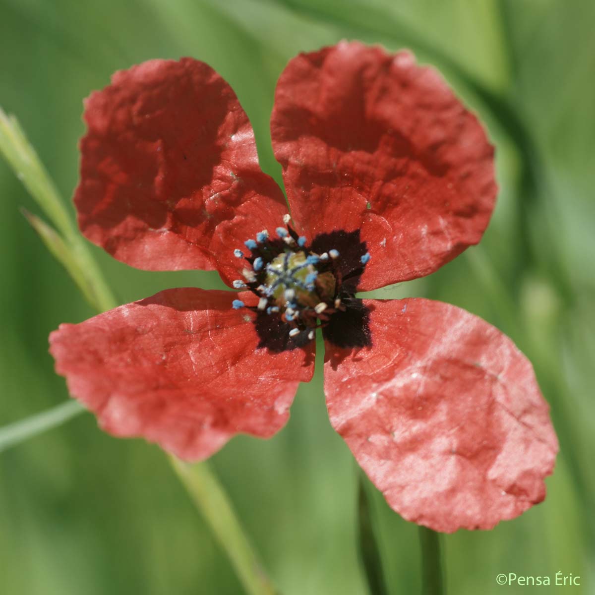 Coquelicot hybride - Roemeria hispida
