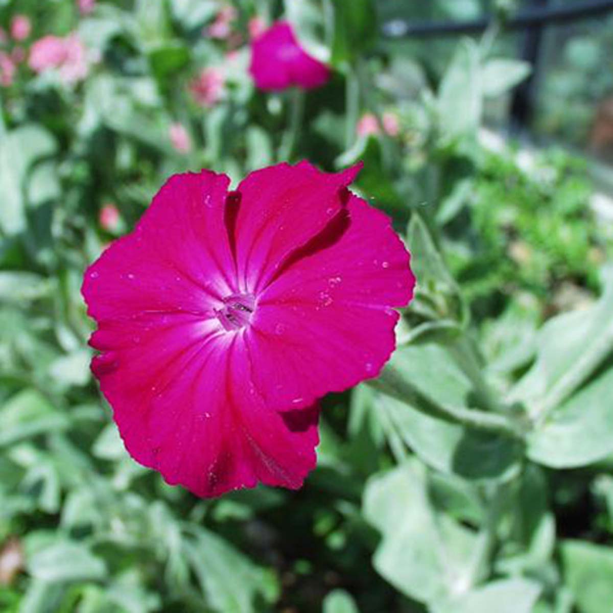 Coquelourde des jardins - Lychnis coronaria