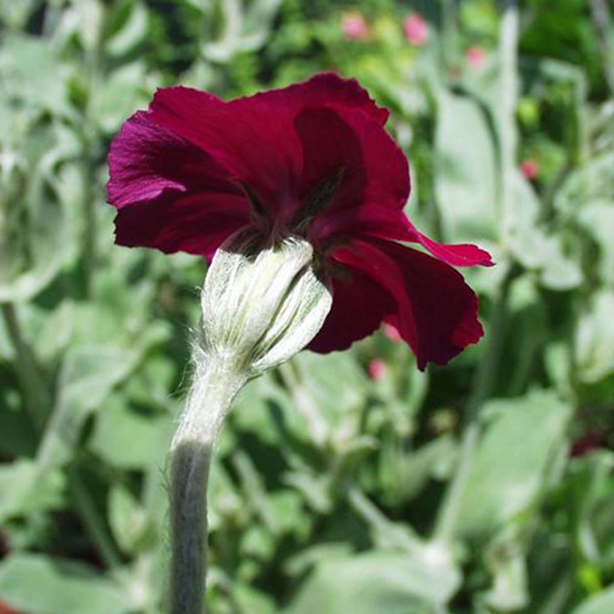 Coquelourde des jardins - Lychnis coronaria