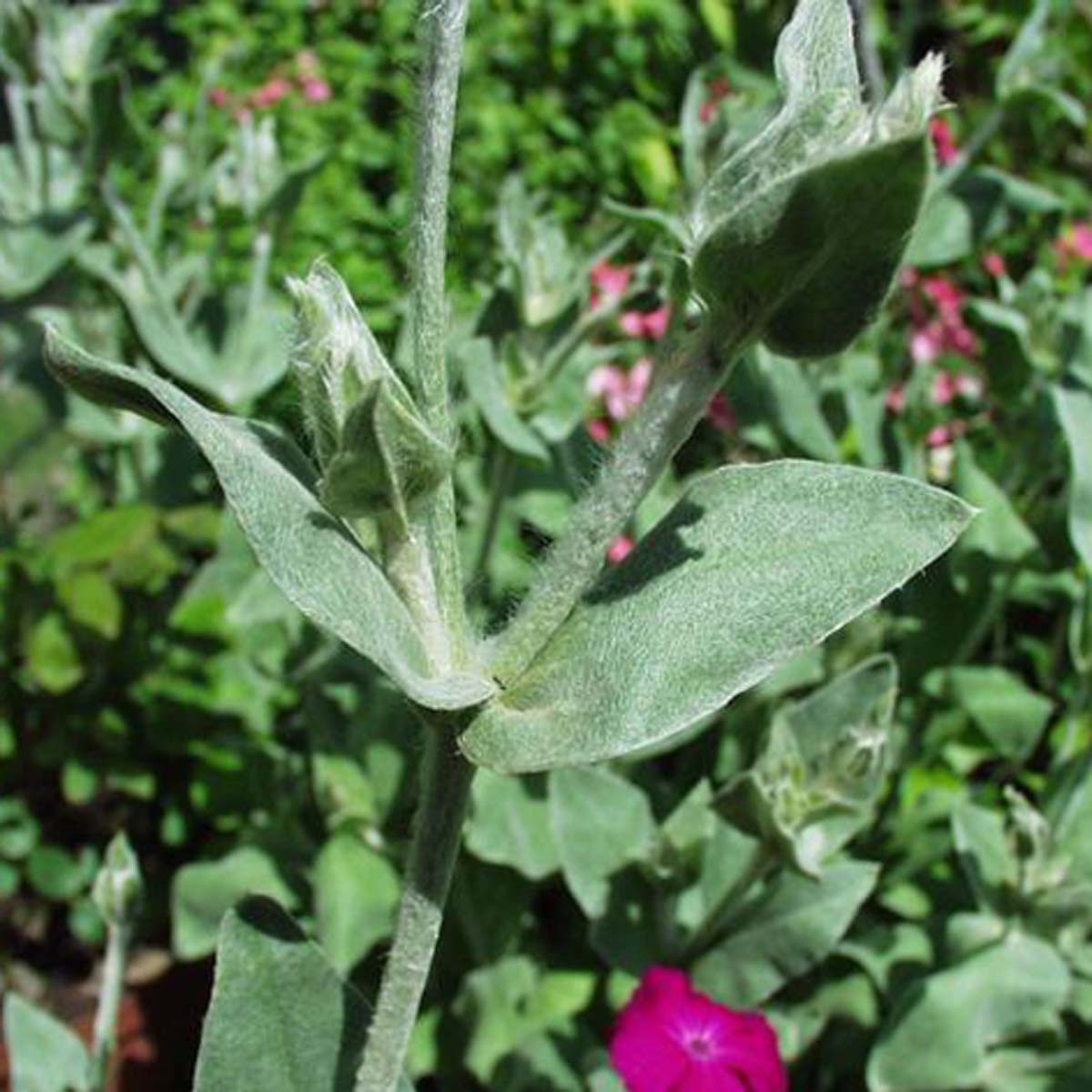 Coquelourde des jardins - Lychnis coronaria