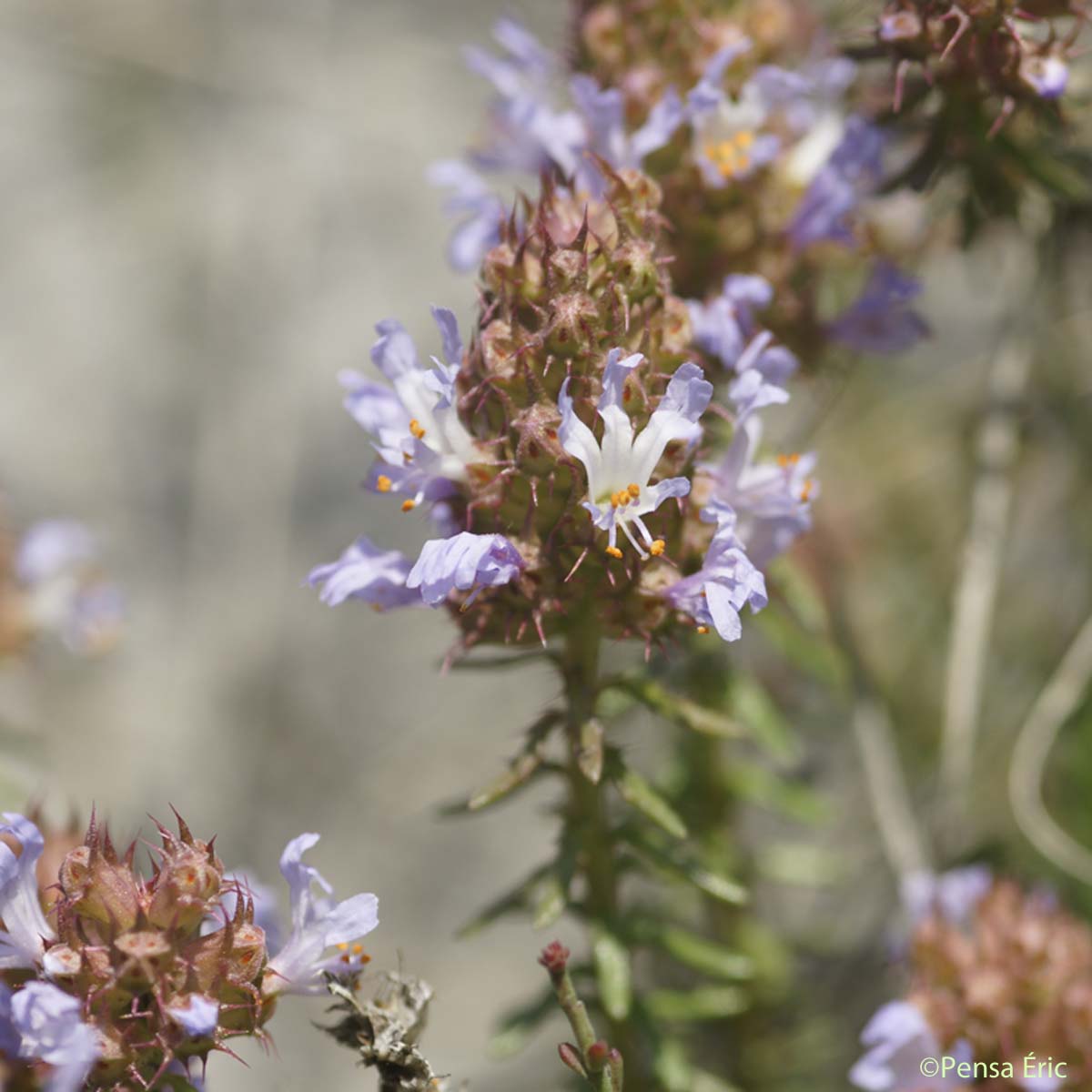 Coris de Montpellier - Coris monspeliensis