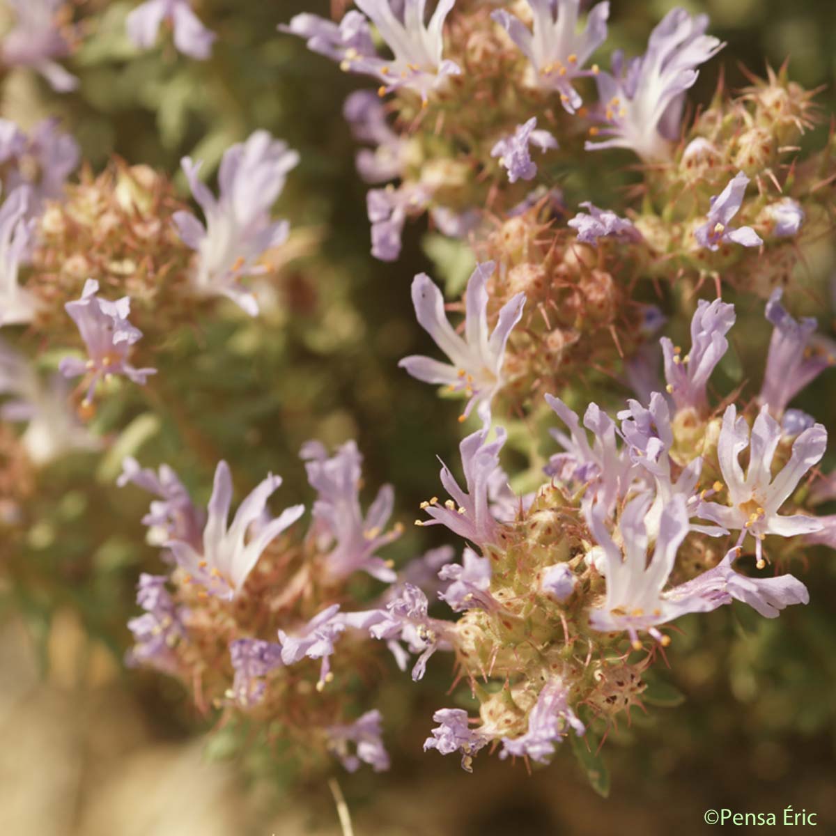 Coris de Montpellier - Coris monspeliensis