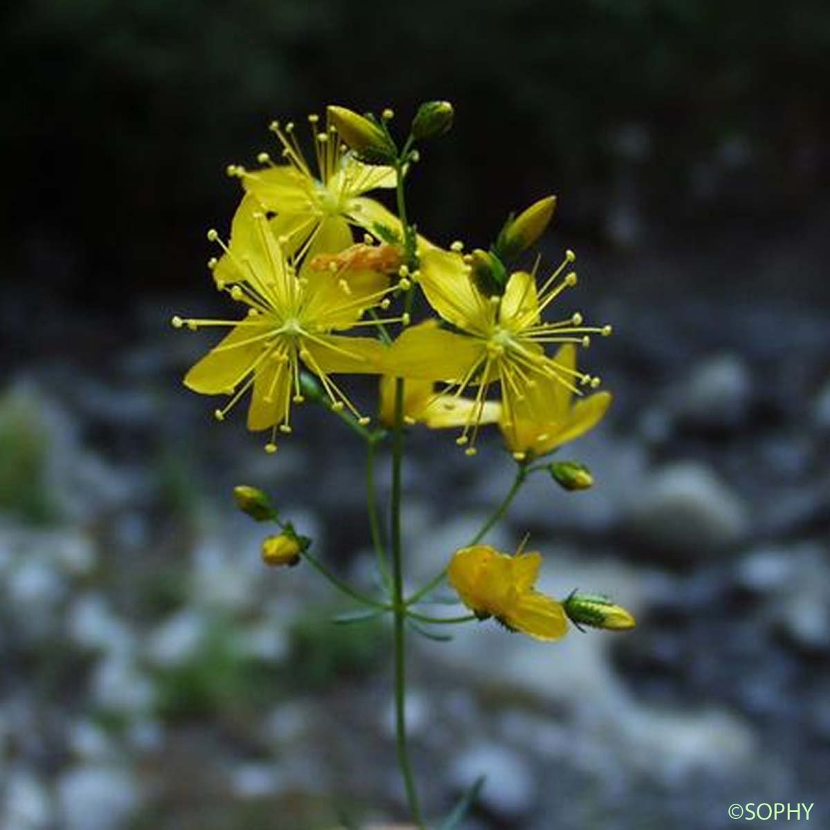 Coris jaune - Hypericum coris