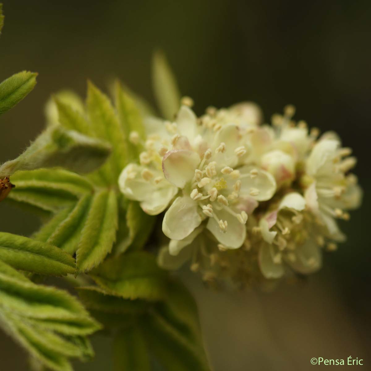 Cormier - Sorbus domestica