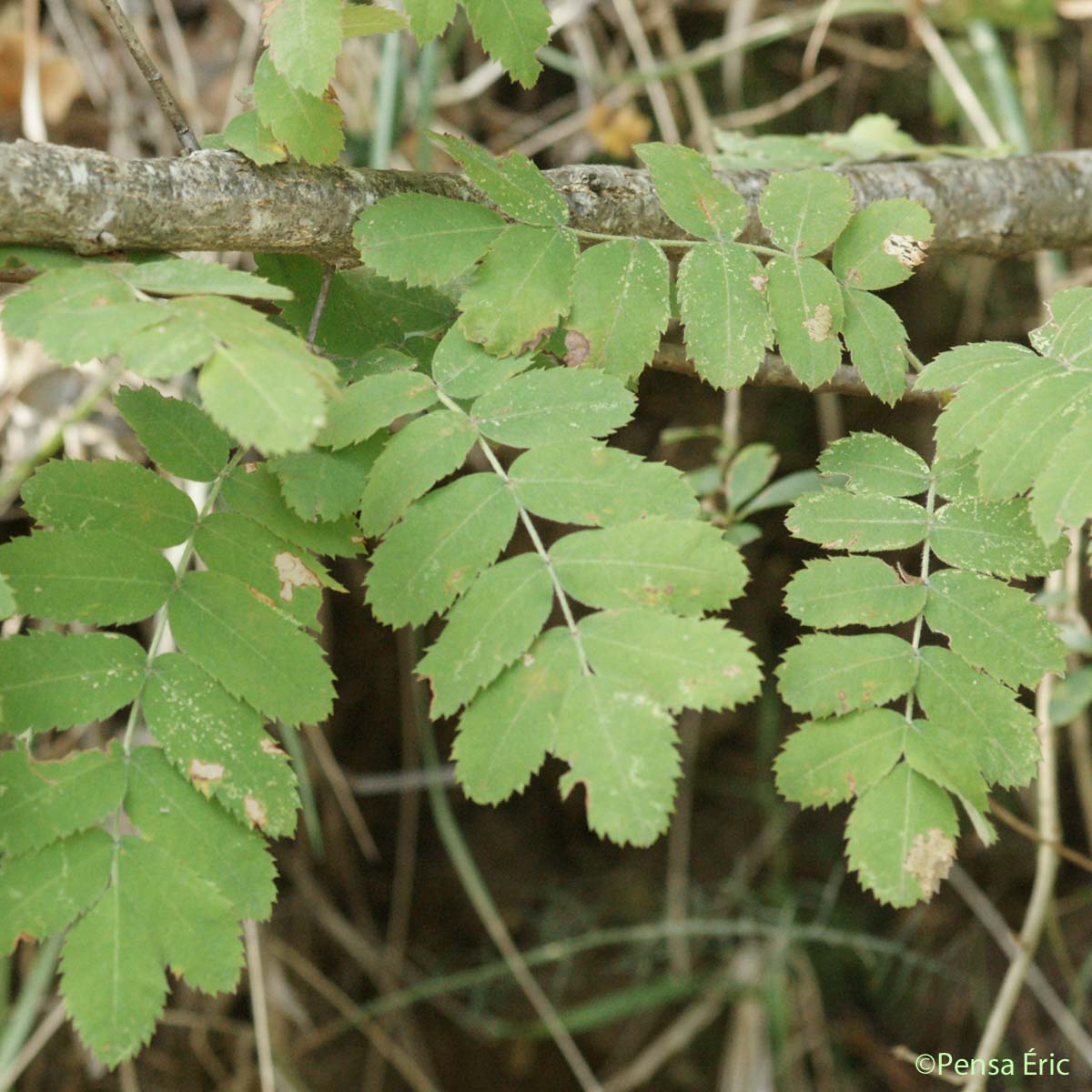 Cormier - Cormus domestica