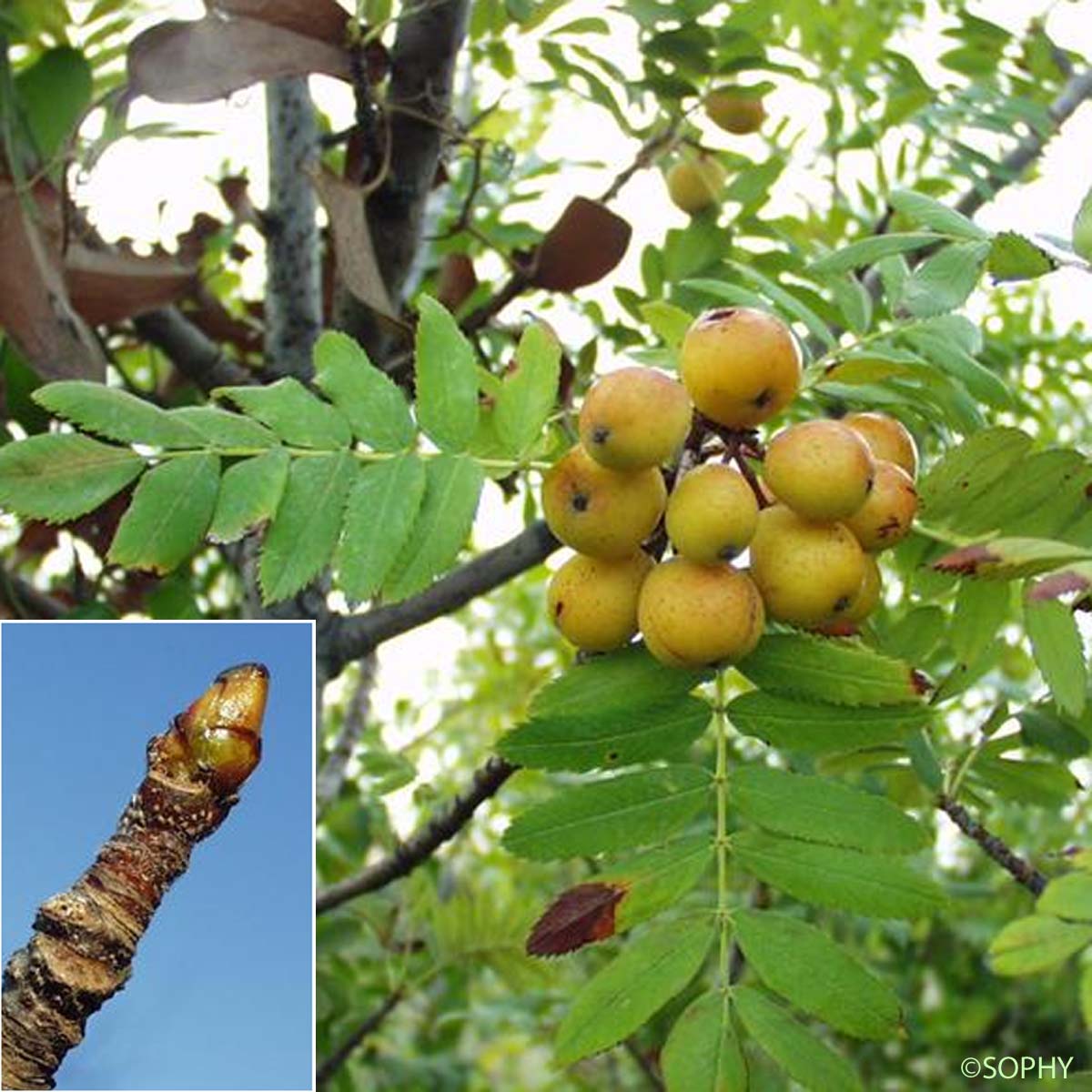 Cormier - Sorbus domestica