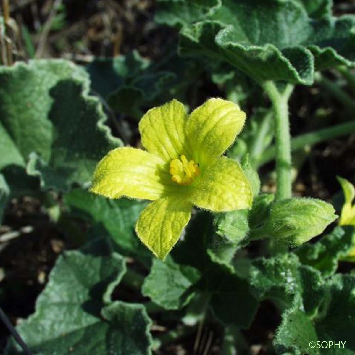 Concombre d'âne - Ecballium elaterium var. elaterium