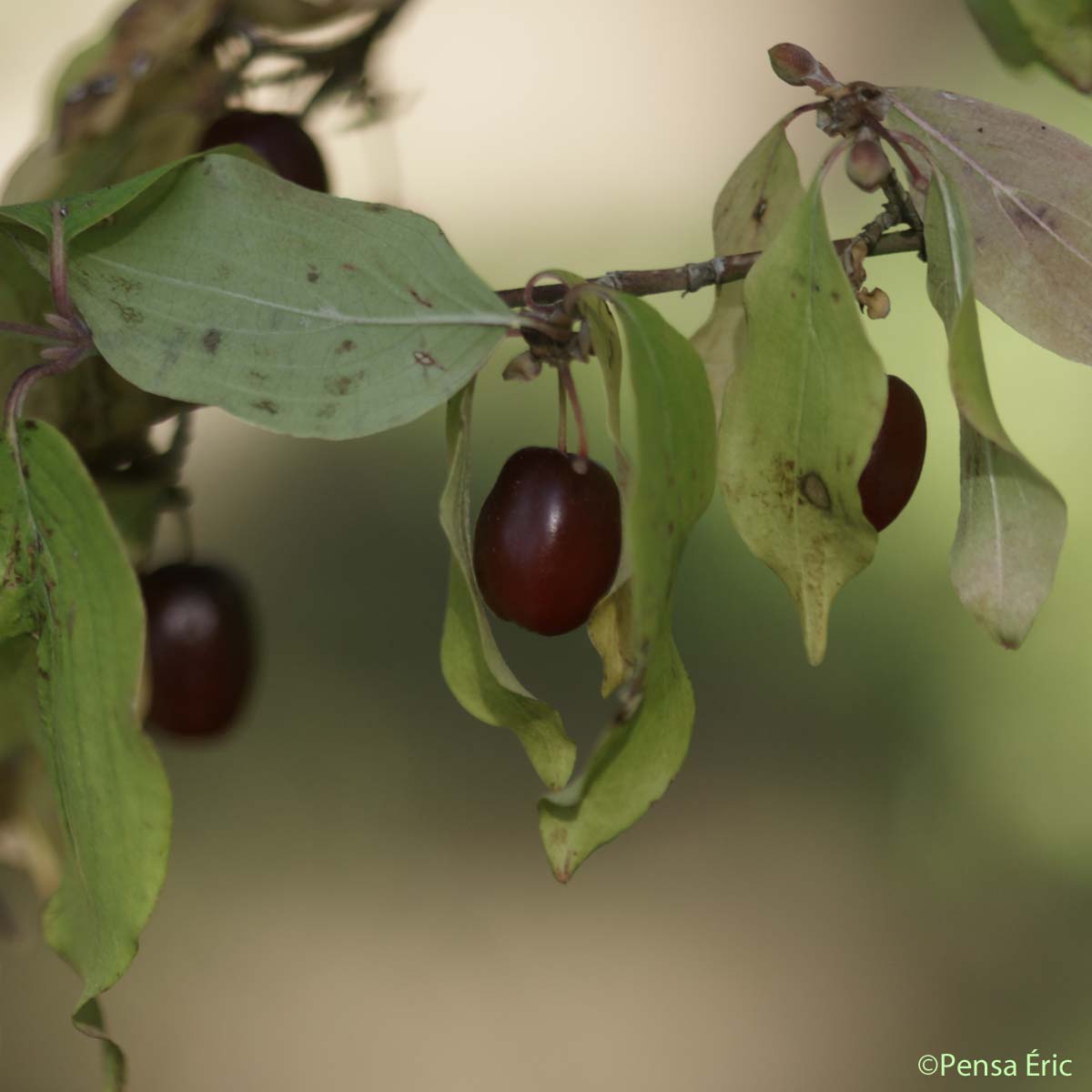 Cornouiller mâle - Cornus mas