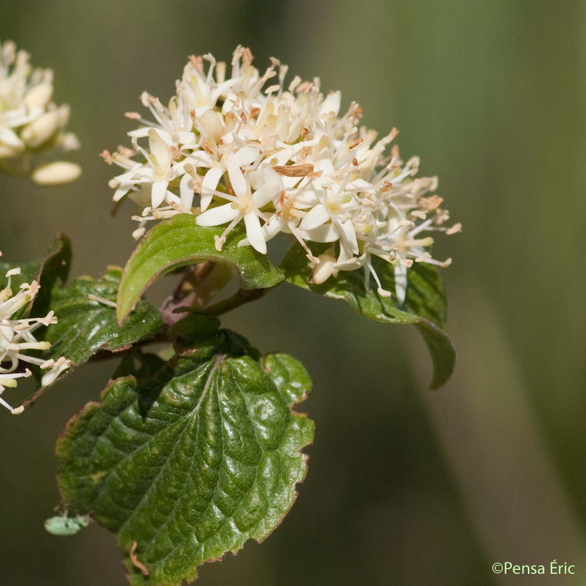 Cornouiller sanguin - Cornus sanguinea subsp. sanguinea