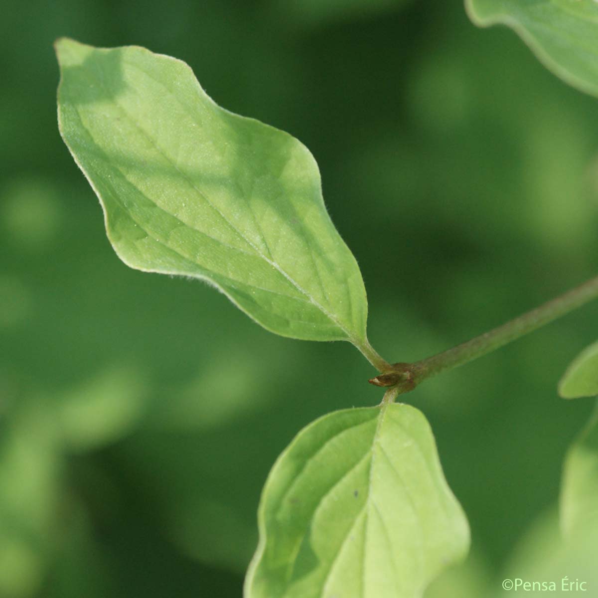 Cornouiller sanguin - Cornus sanguinea subsp. sanguinea