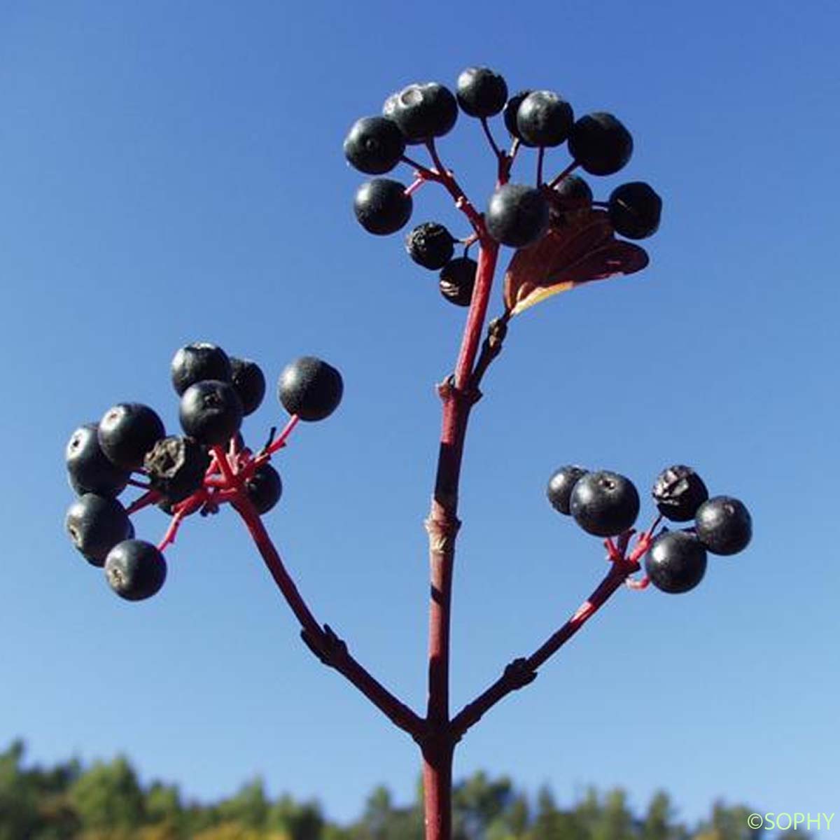 Cornouiller sanguin - Cornus sanguinea subsp. sanguinea