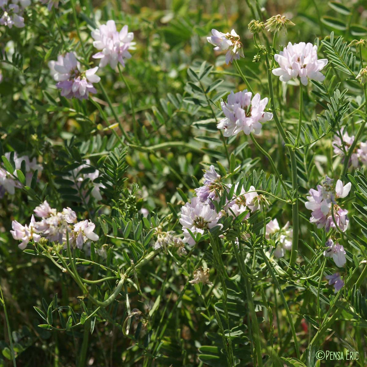 Coronille bigarrée - Coronilla varia