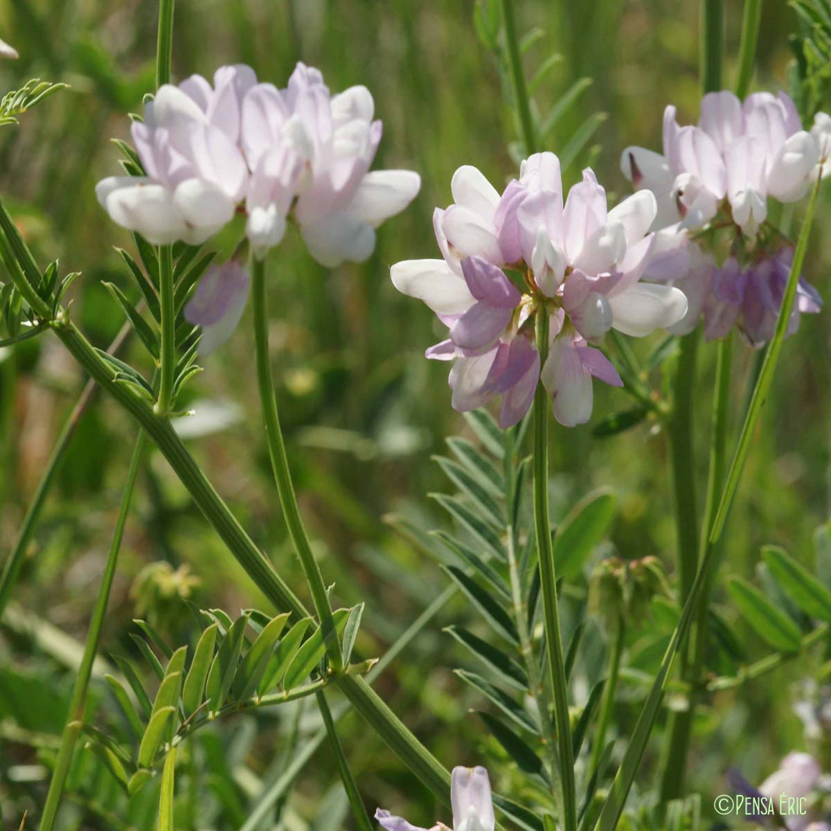 Coronille bigarrée - Coronilla varia