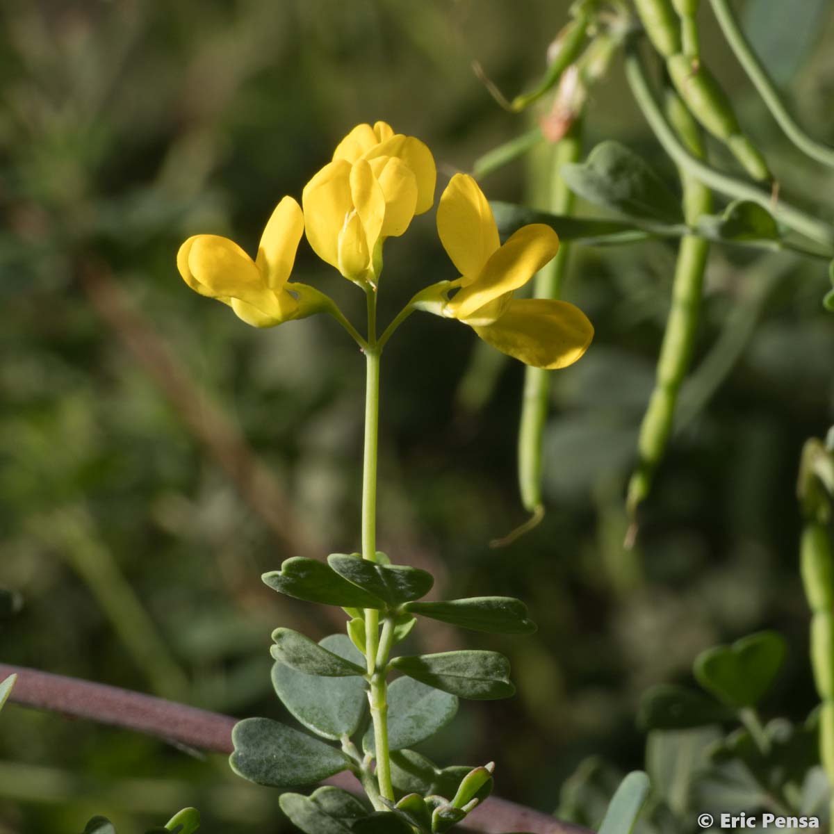 Coronille glauque - Coronilla glauca