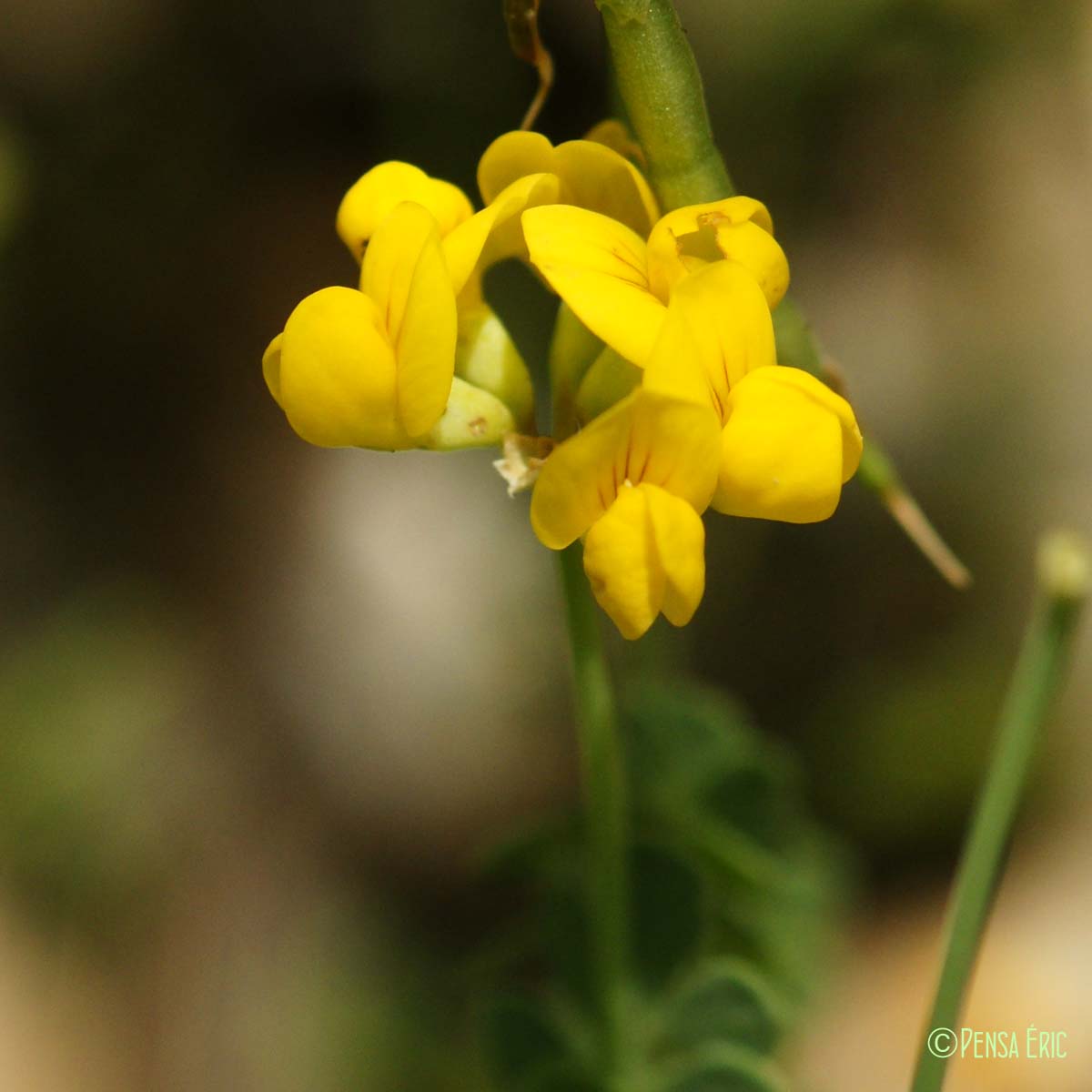 Coronille naine - Coronilla minima subsp. minima