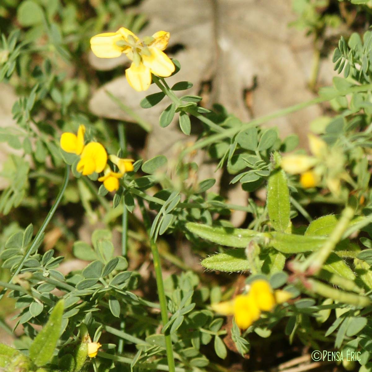 Coronille naine - Coronilla minima subsp. minima