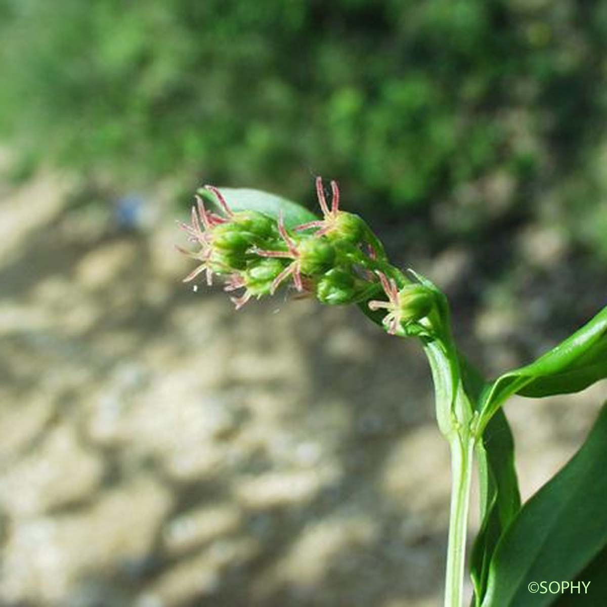 Corroyère - Coriaria myrtifolia