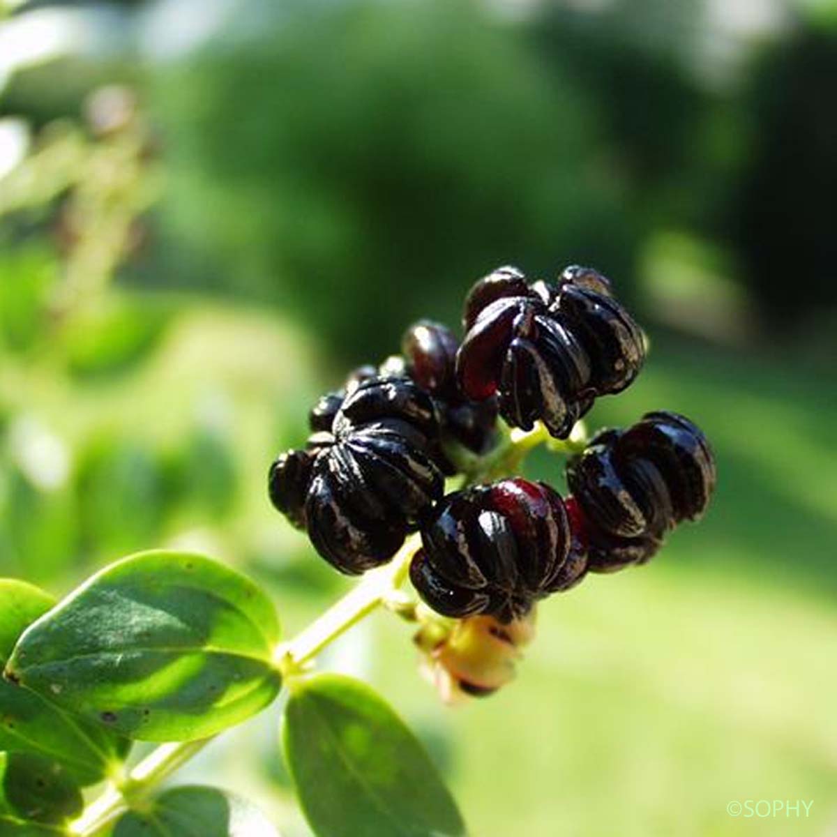 Corroyère - Coriaria myrtifolia