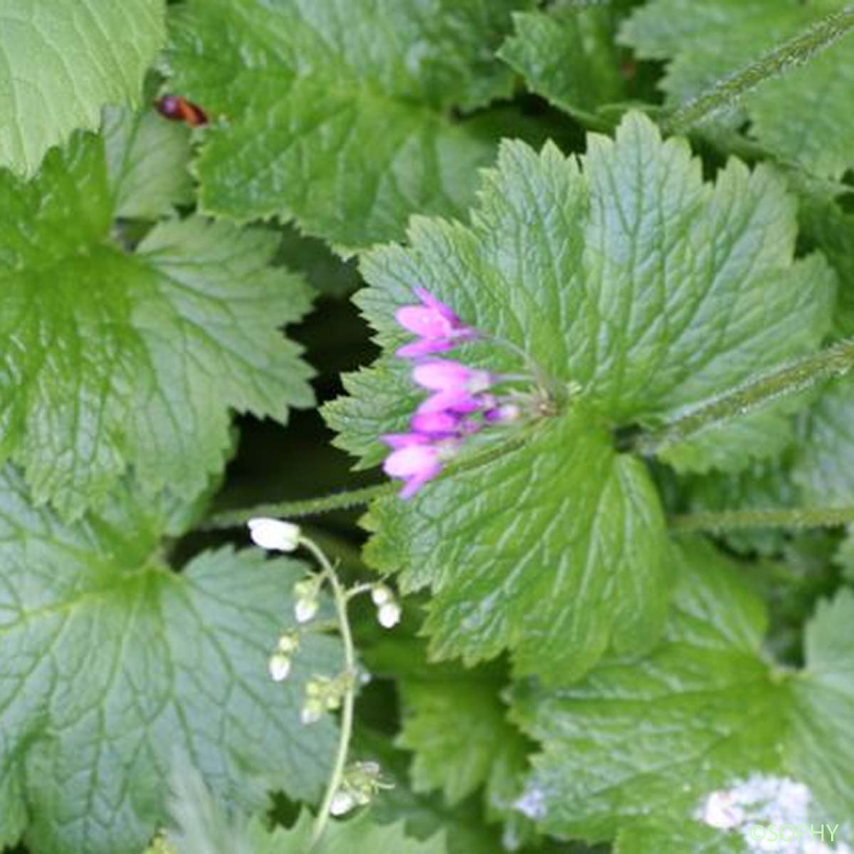 Cortuse de Matthioli - Primula matthioli