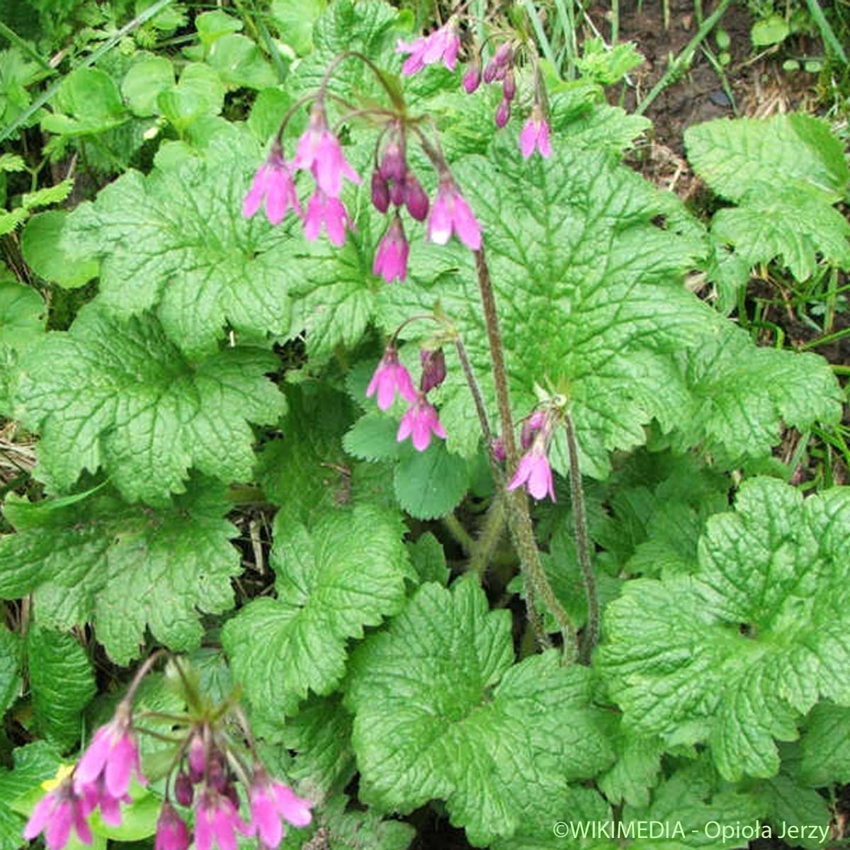 Cortuse de Matthioli - Primula matthioli