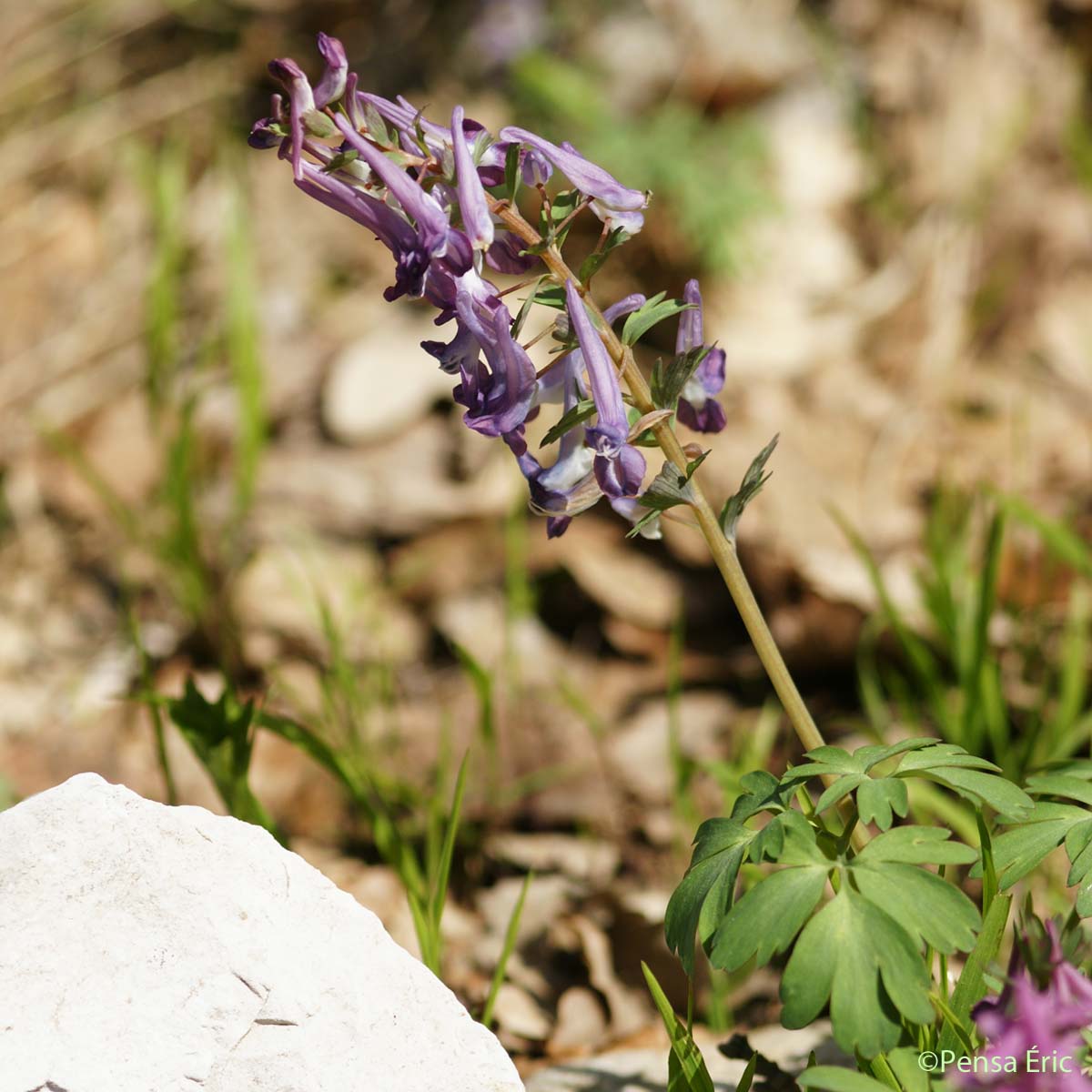 Corydale à bulbe plein - Corydalis solida