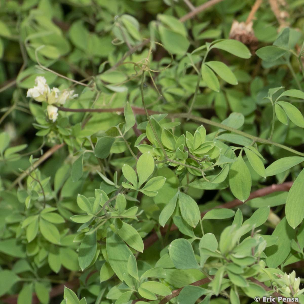 Corydale à vrilles - Ceratocapnos claviculata