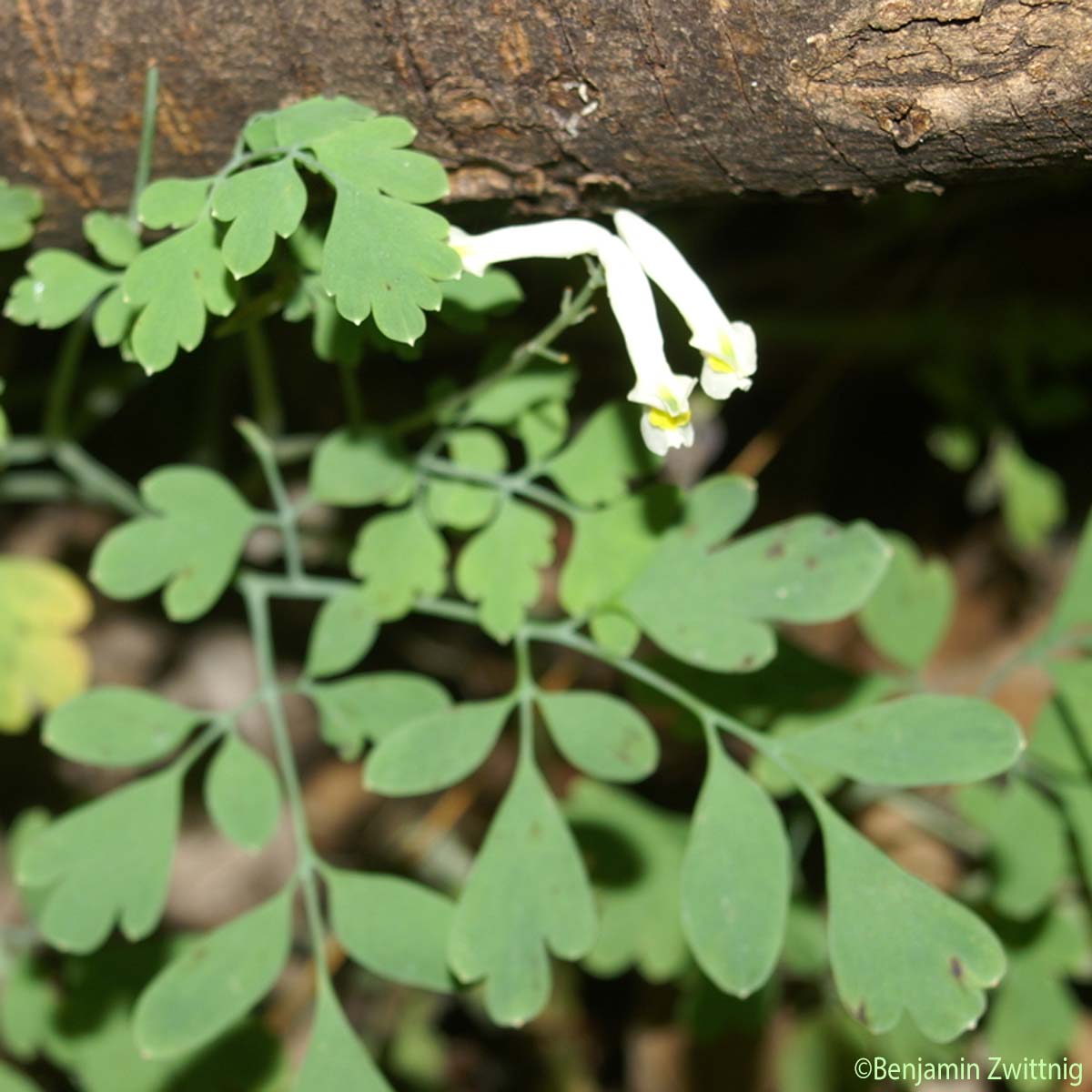 Corydale jaunâtre - Pseudofumaria alba