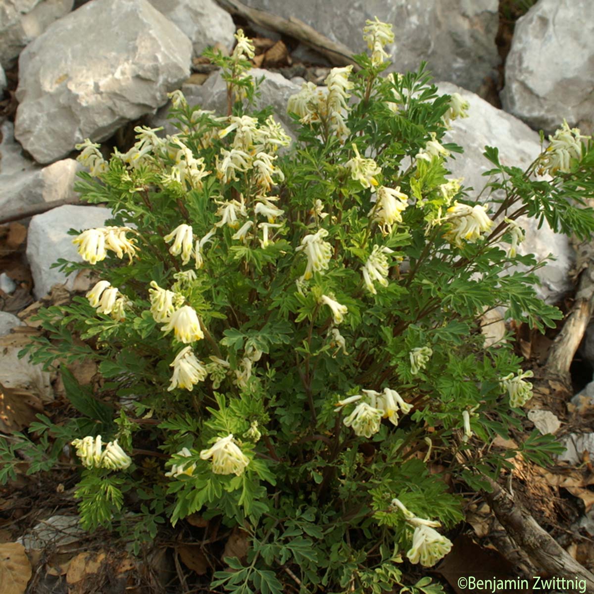 Corydale jaunâtre - Pseudofumaria alba