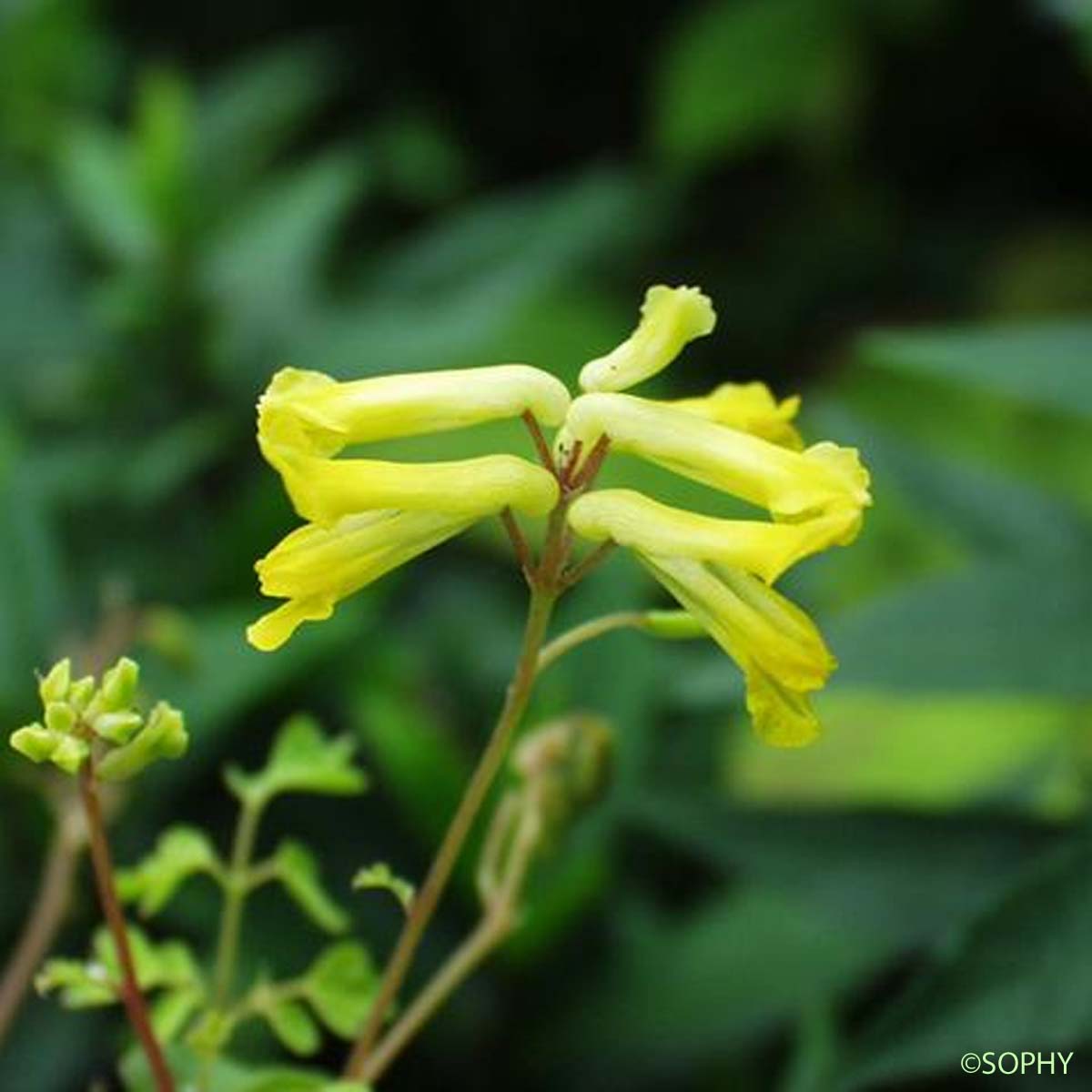Corydale jaune - Pseudo-fumaria lutea