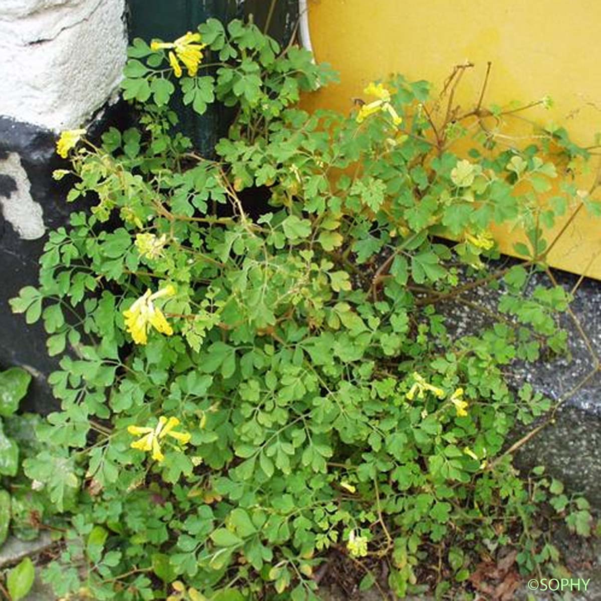 Corydale jaune - Pseudo-fumaria lutea