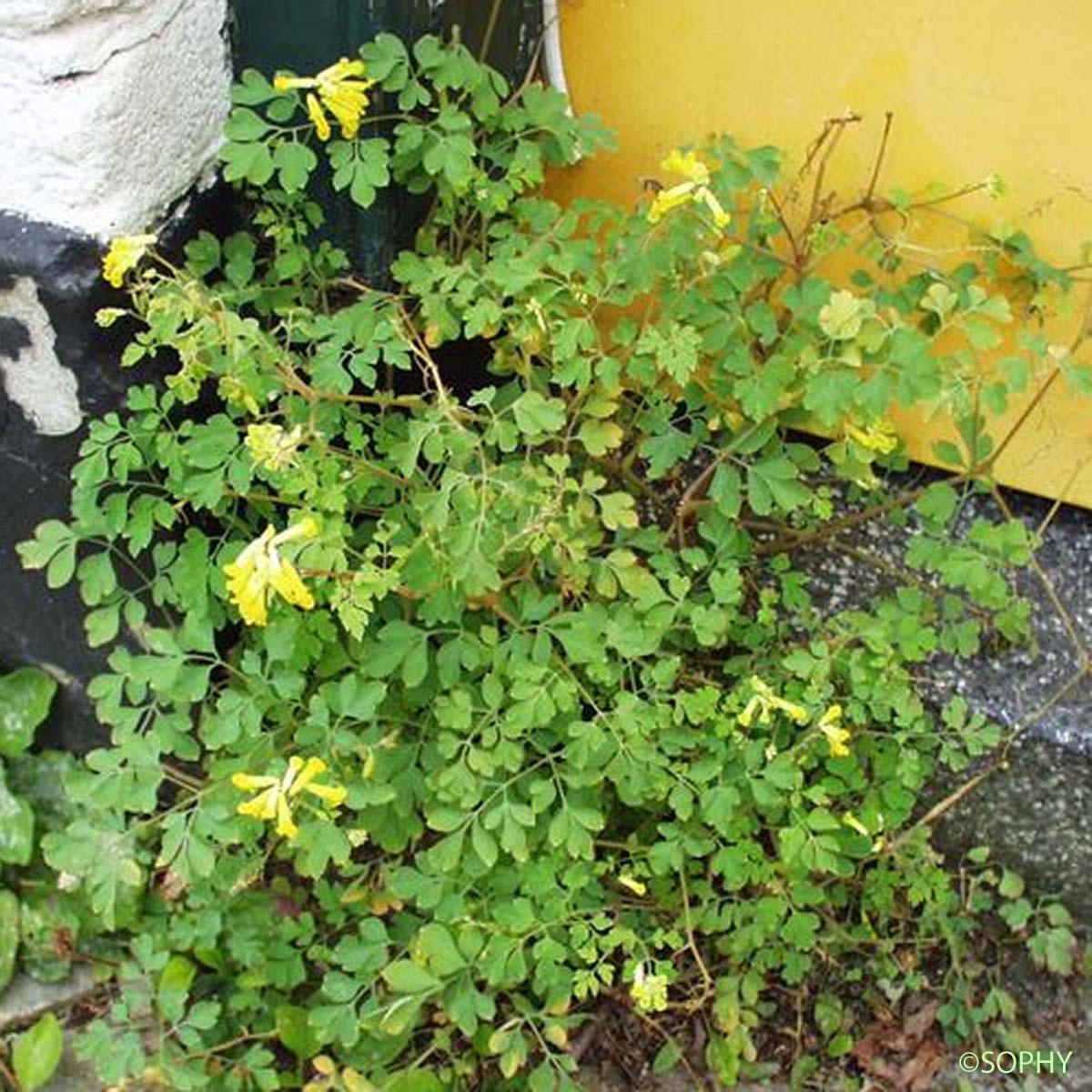 Corydale jaune - Pseudofumaria lutea