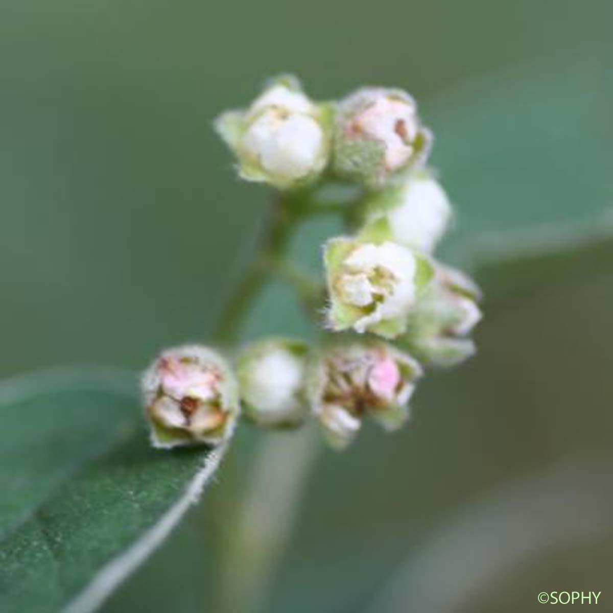 Cotonéaster laineux - Cotoneaster tomentosus