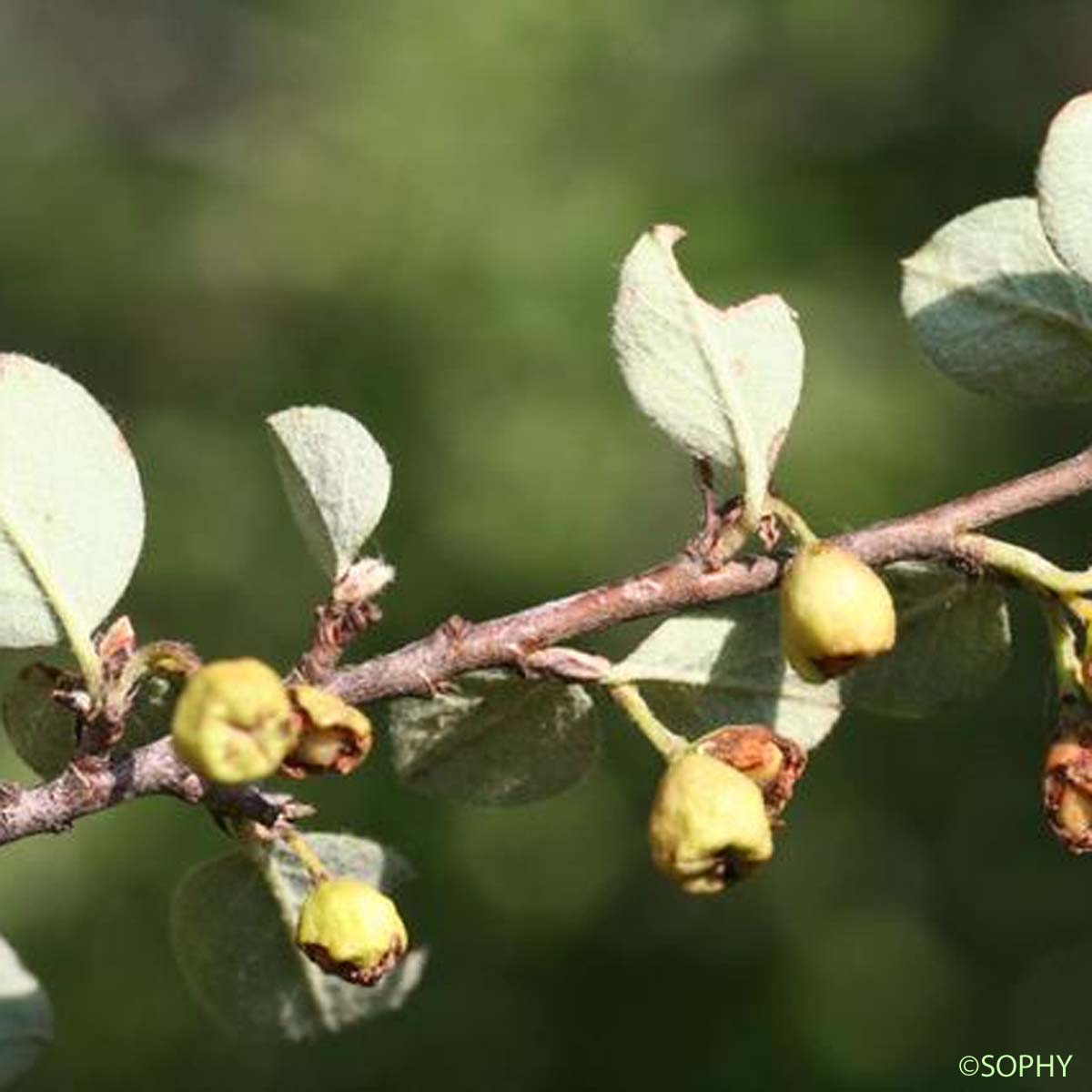 Cotonéaster laineux - Cotoneaster tomentosus