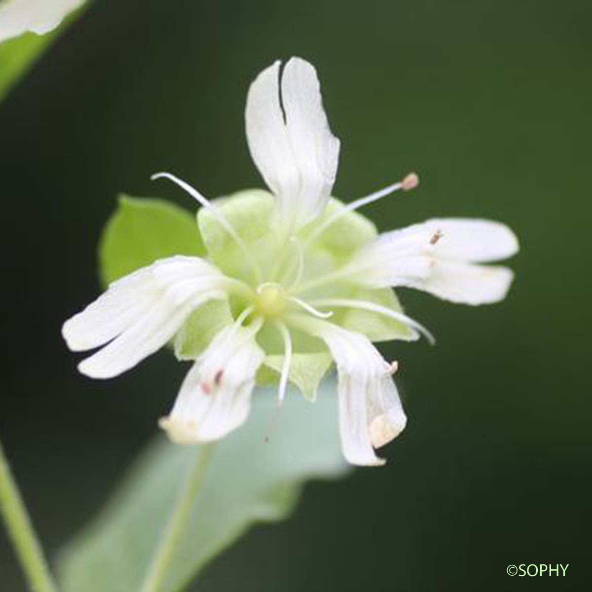 Coulichon - Silene baccifera