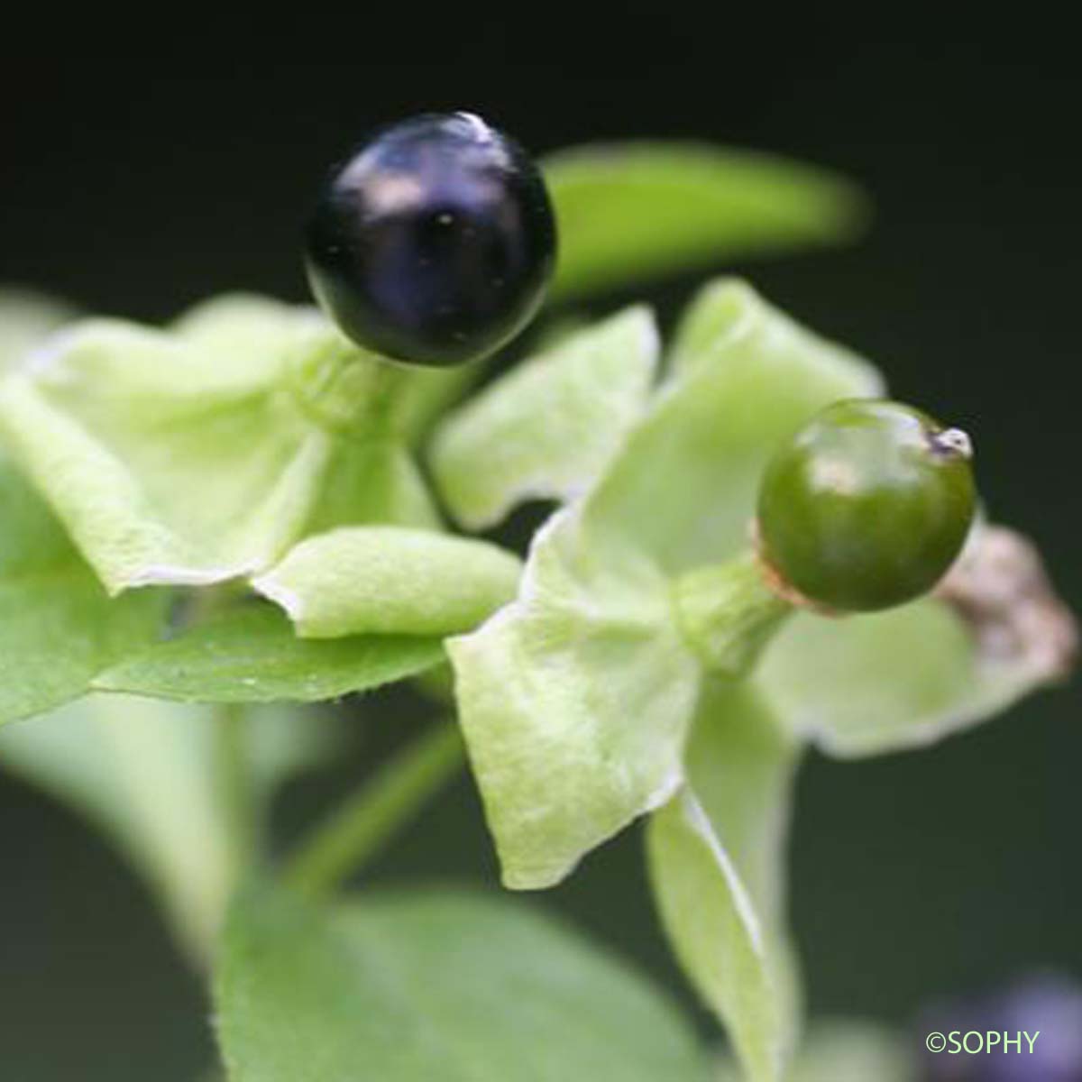 Coulichon - Silene baccifera